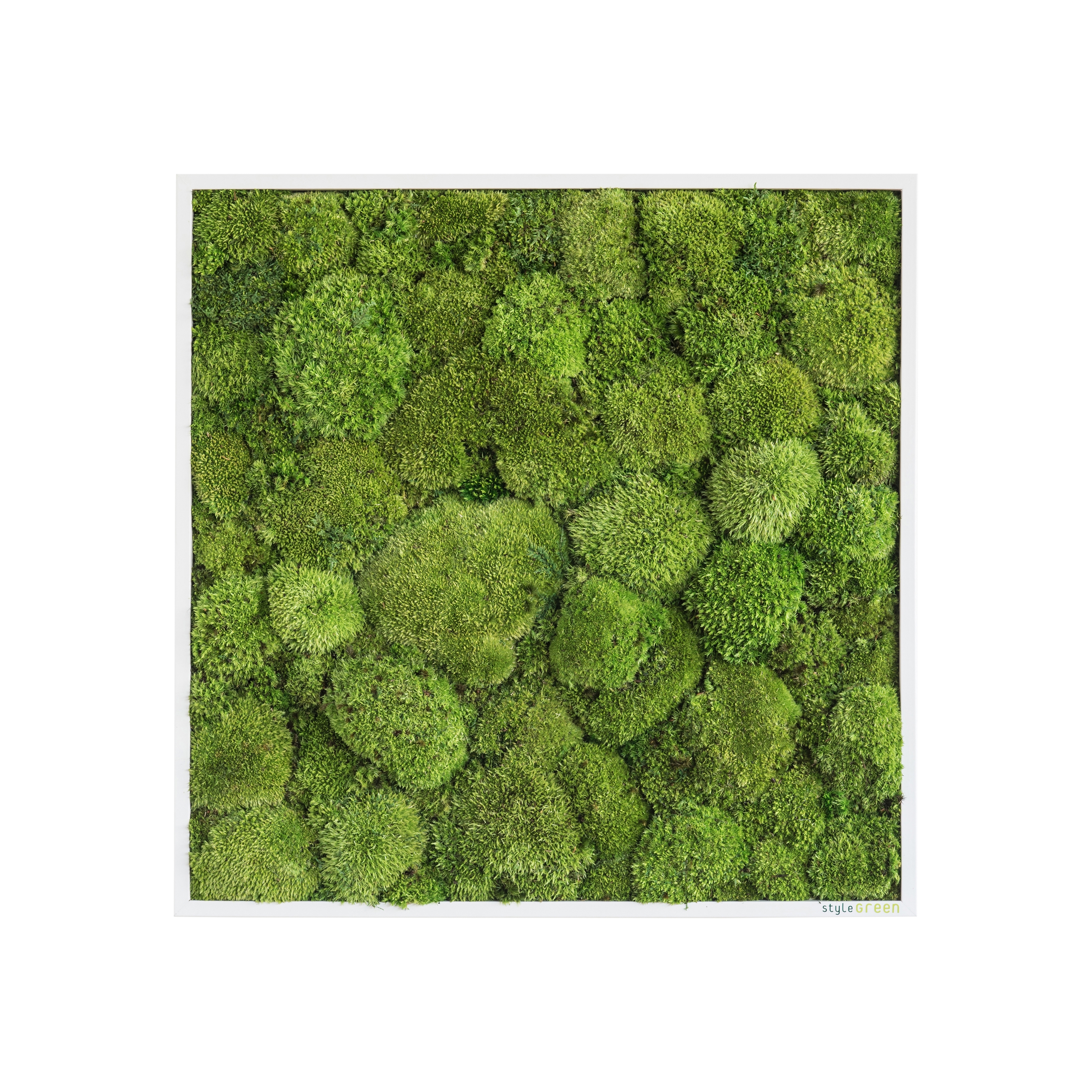 Display product moss picture | pole moss picture 55x55cm from manufacturer styleGREEN