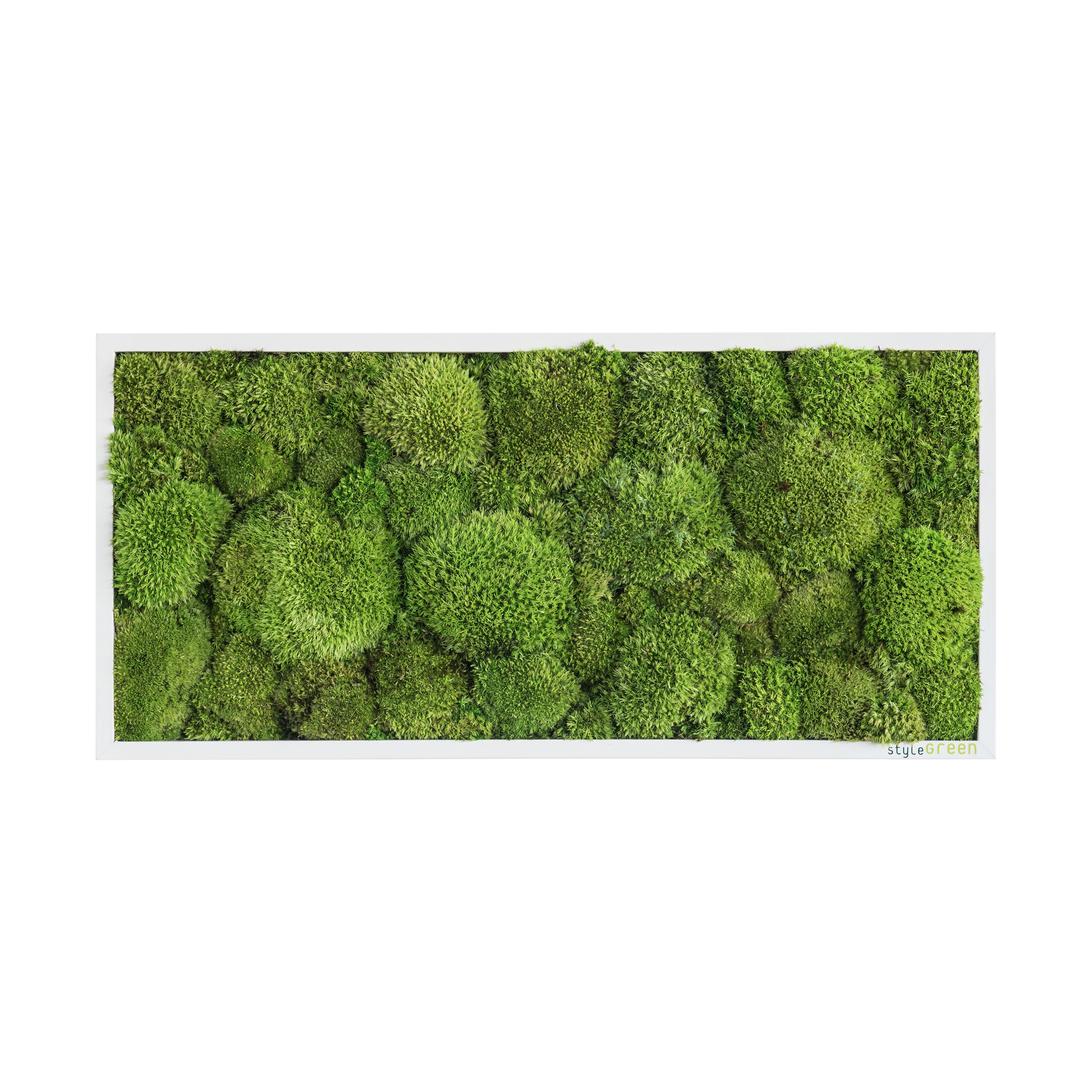 Display product moss picture | pole moss picture 57x27cm from manufacturer styleGREEN