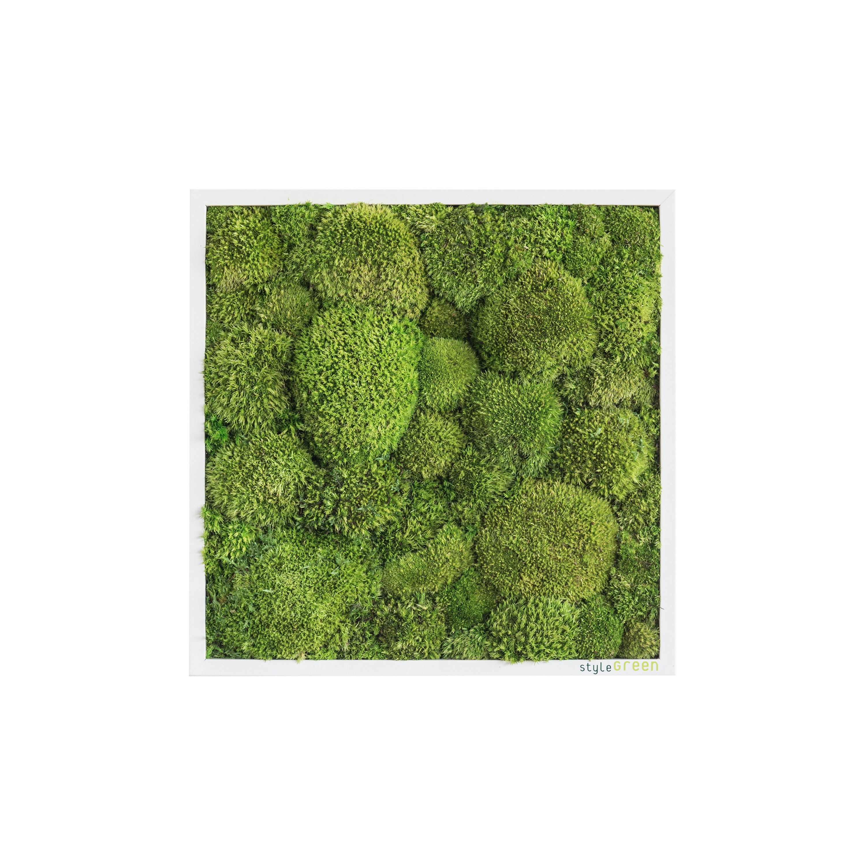 Display product moss picture | pole moss picture 35x35cm from manufacturer styleGREEN