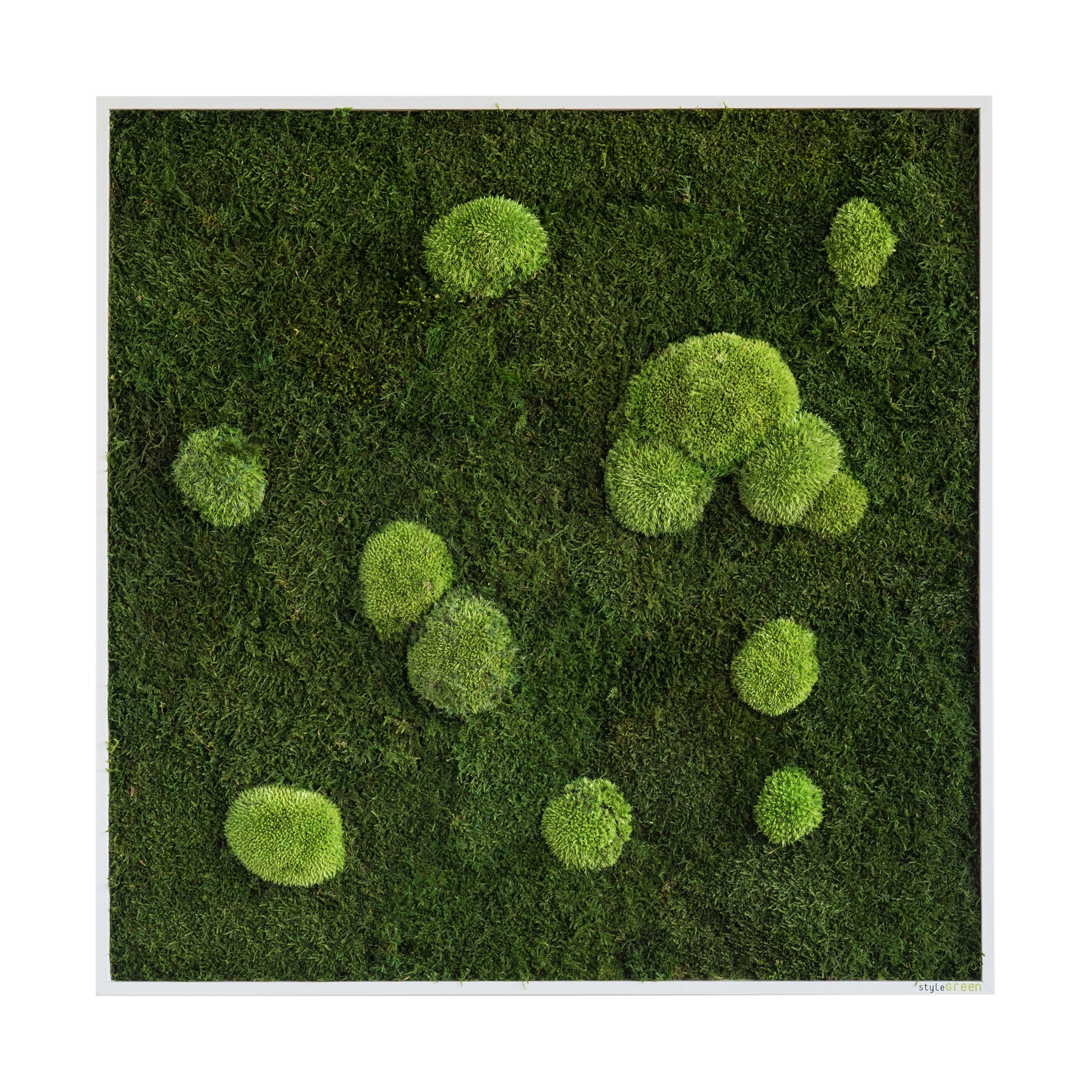 Display product moss picture | pole and forest moss picture 80x80cm from manufacturer styleGREEN