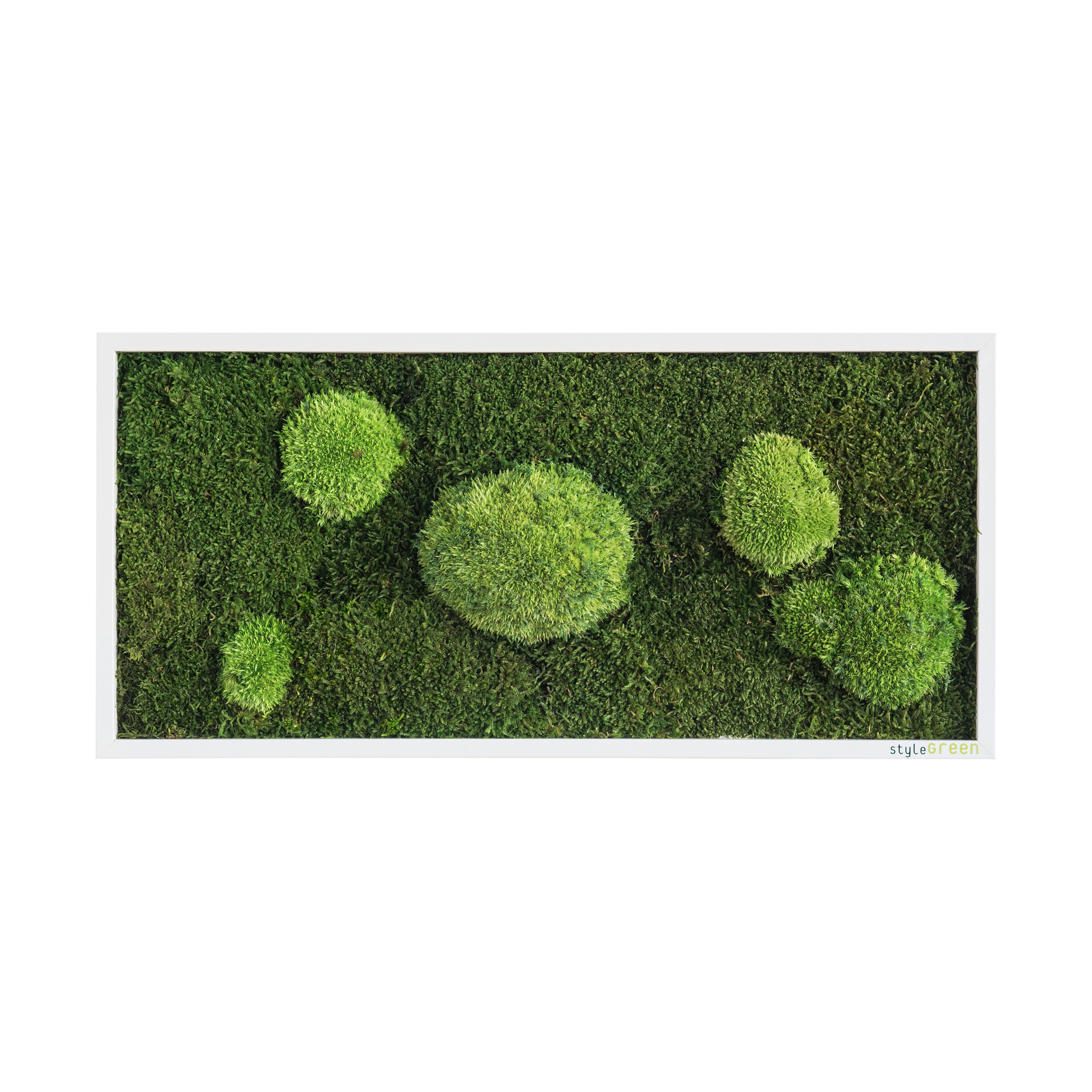 Display product moss picture | pole and forest moss picture 57x27cm from manufacturer styleGREEN