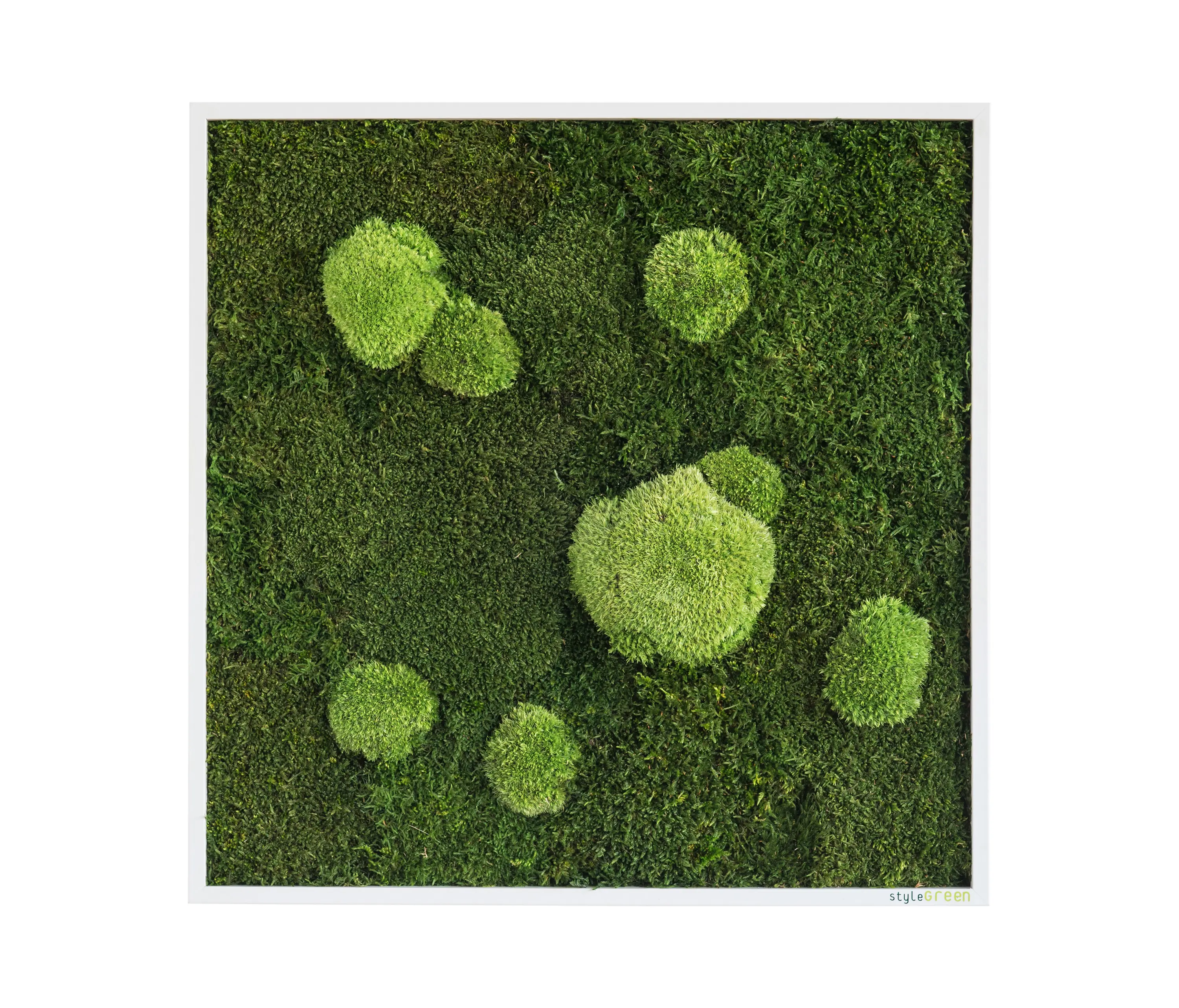 styleGREEN - Moosbilder | Wald- und Kugelmoosbild 55x55cm