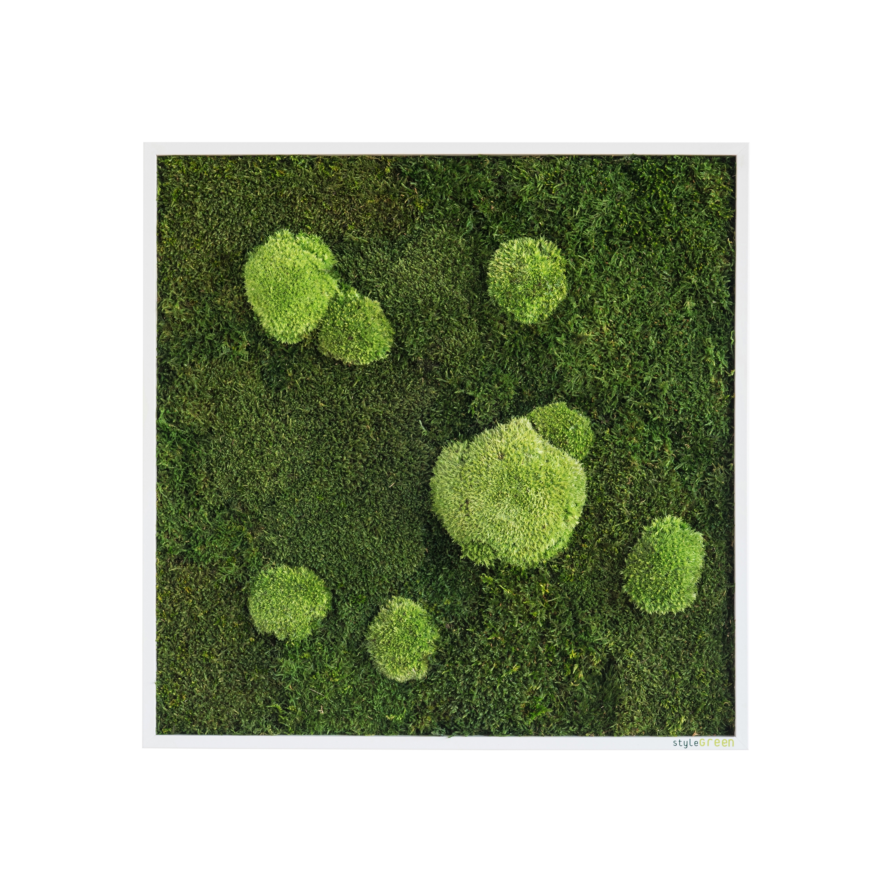 Display product moss picture | pole and forest moss picture 55x55cm from manufacturer styleGREEN