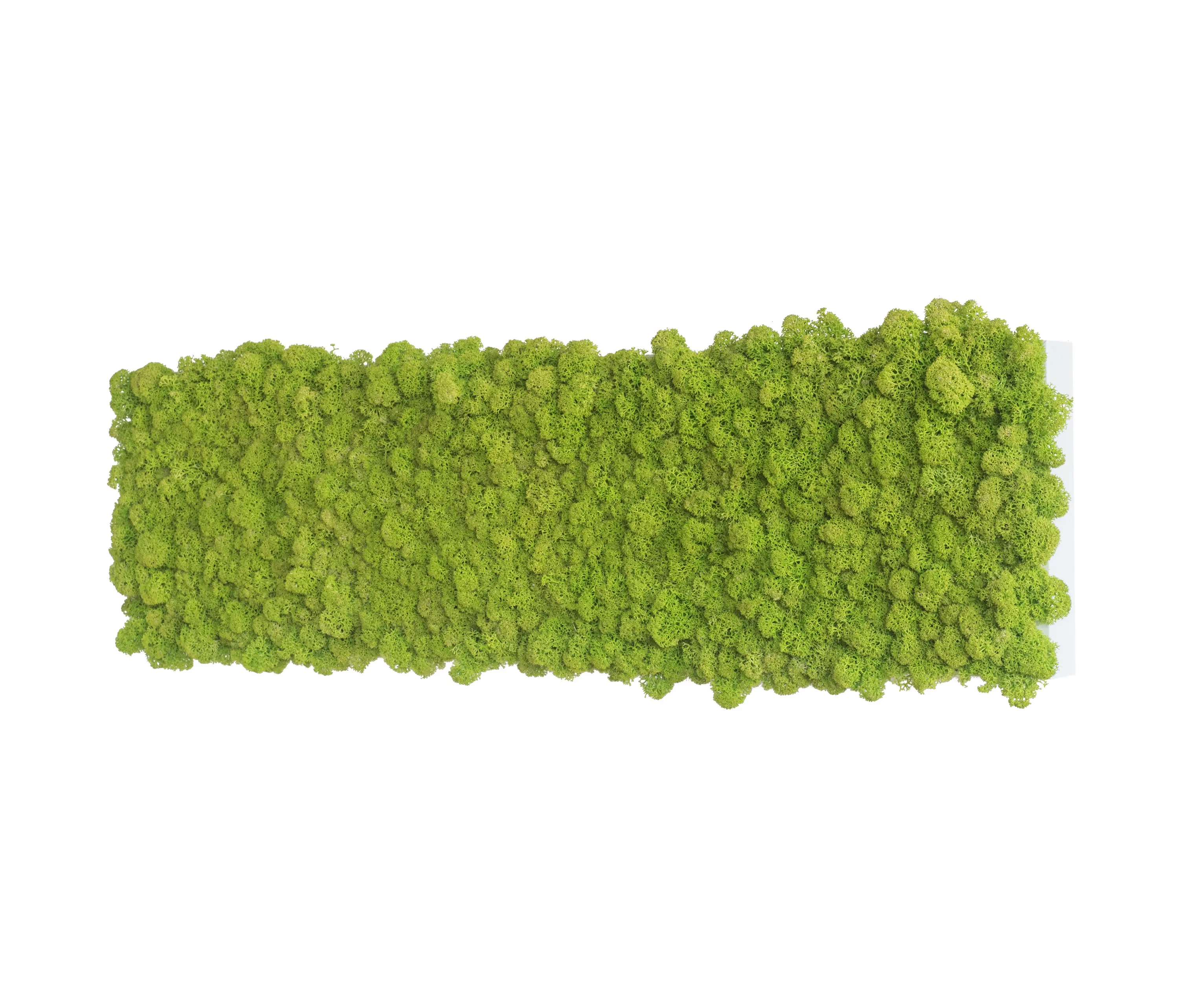 styleGREEN - reindeer moss picture 70x20cm