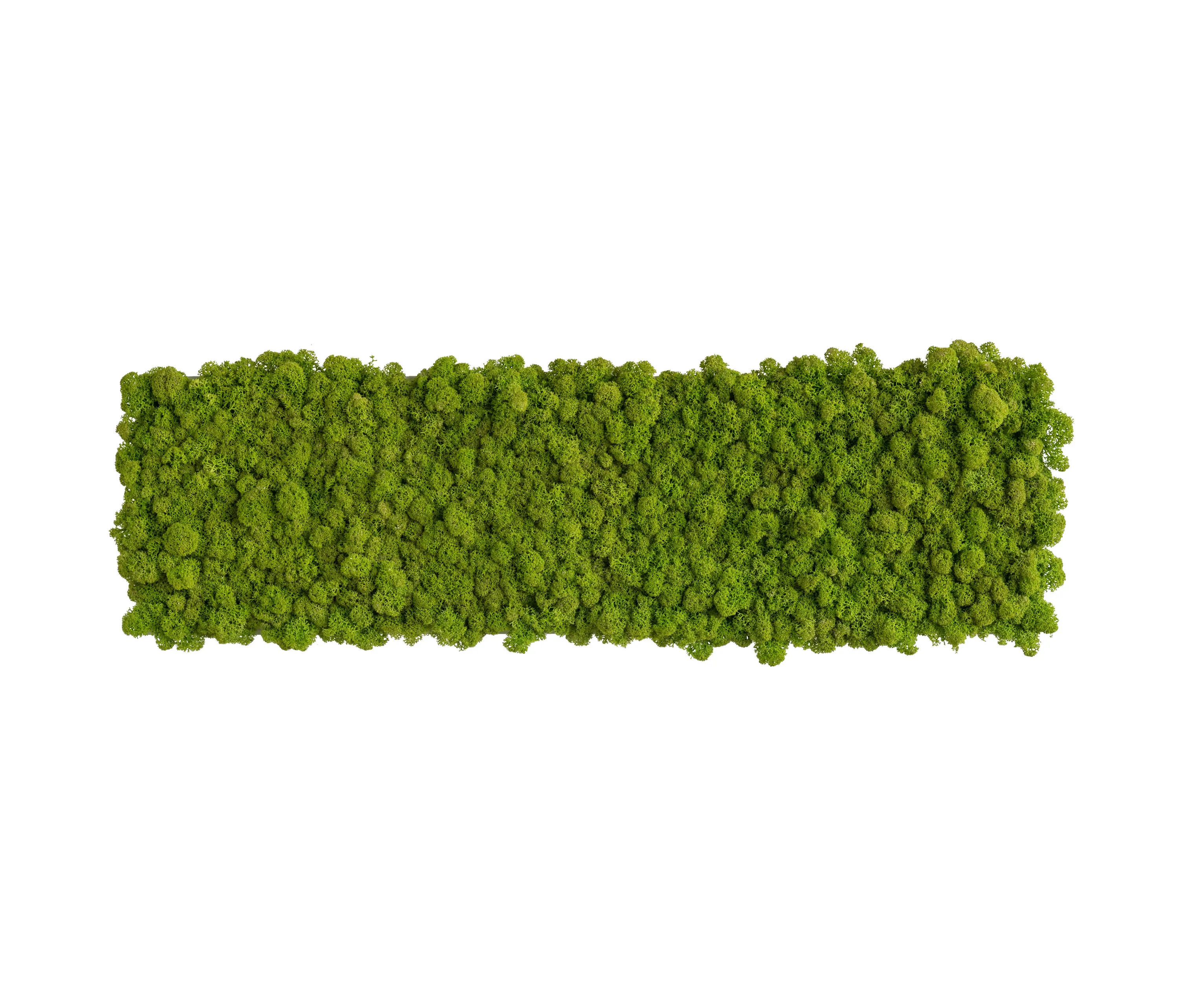 styleGREEN - reindeer moss picture 70x20cm