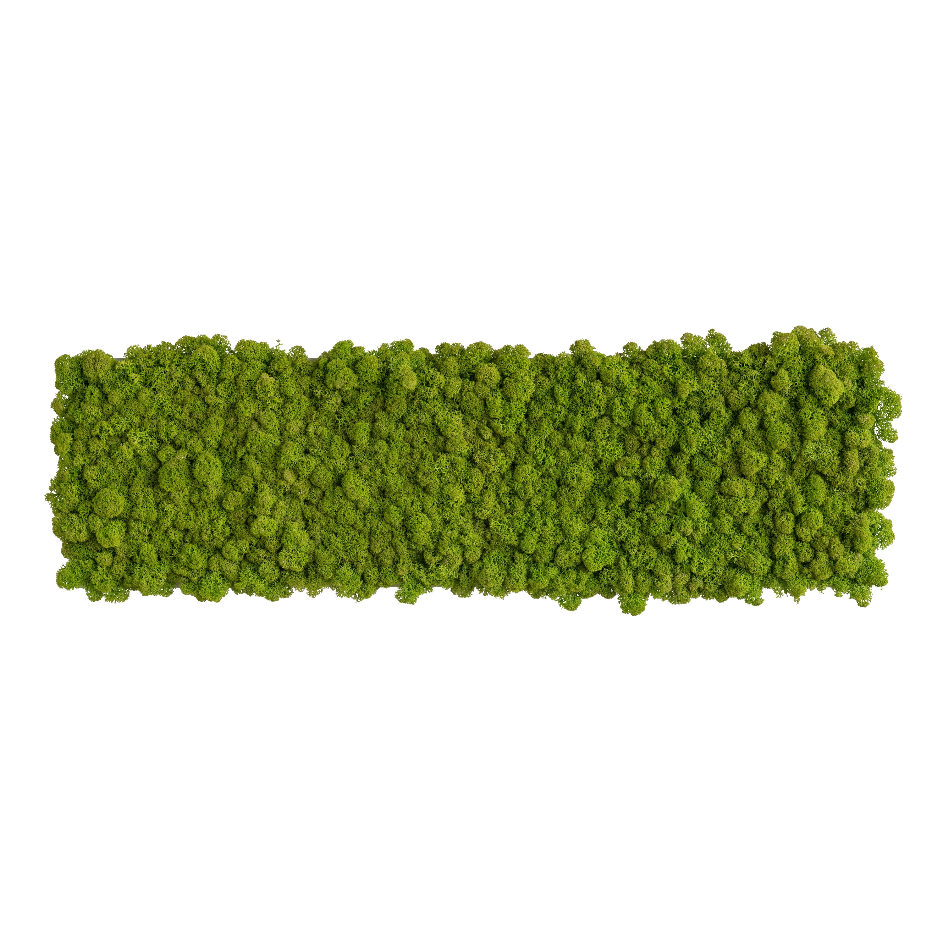 Display product reindeer moss picture 70x20cm from manufacturer styleGREEN