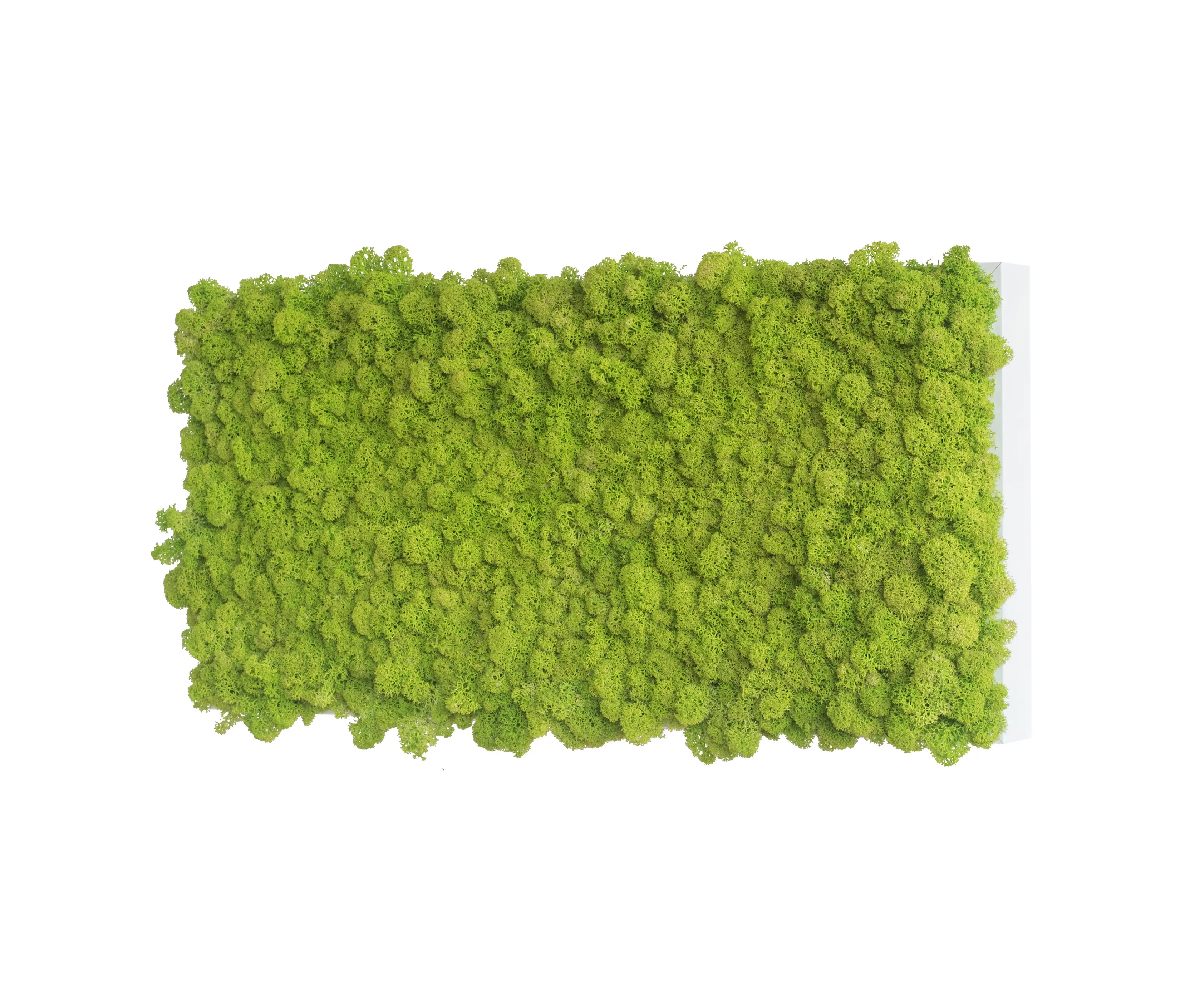 styleGREEN - reindeer moss picture 57x27cm