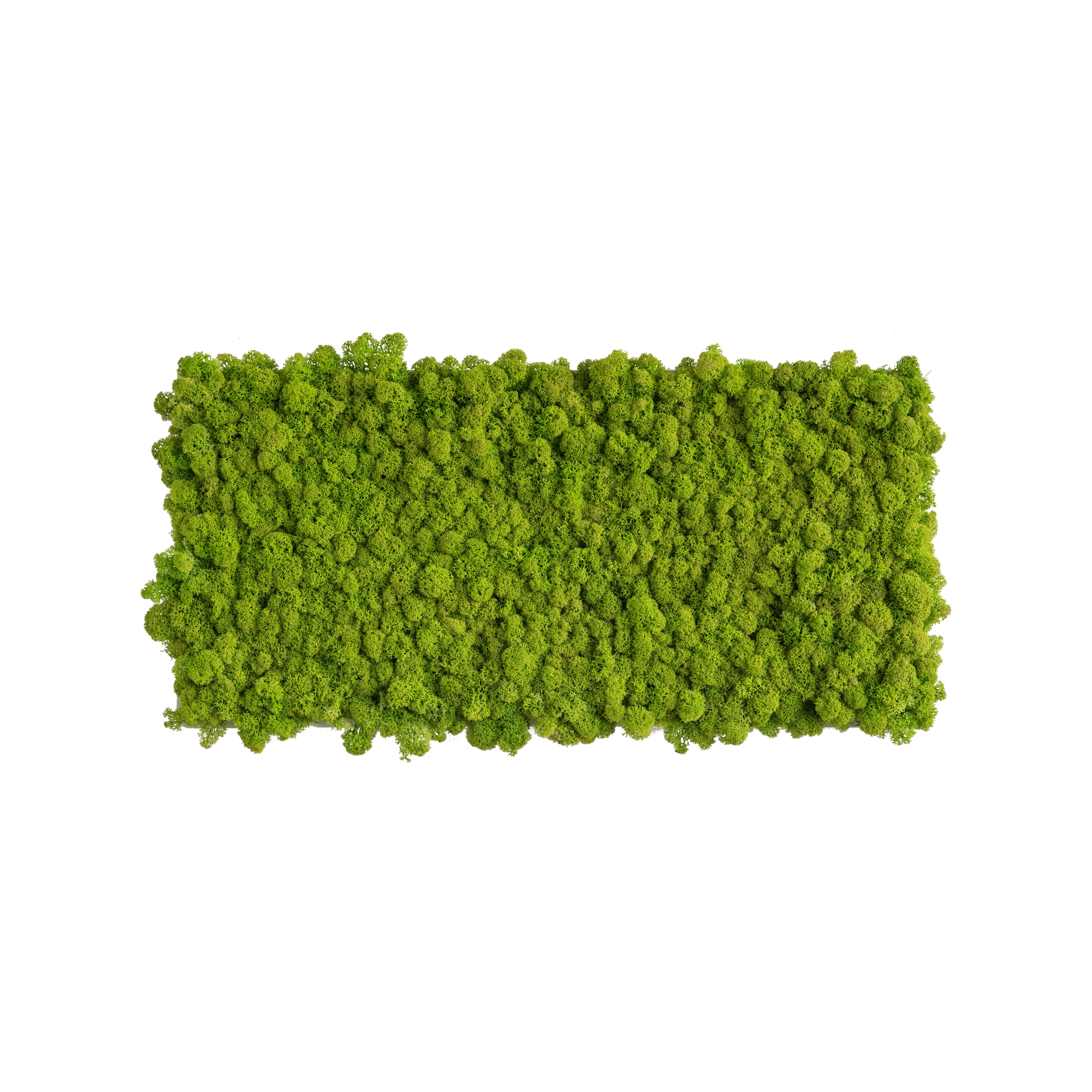 Display product reindeer moss picture 57x27cm from manufacturer styleGREEN