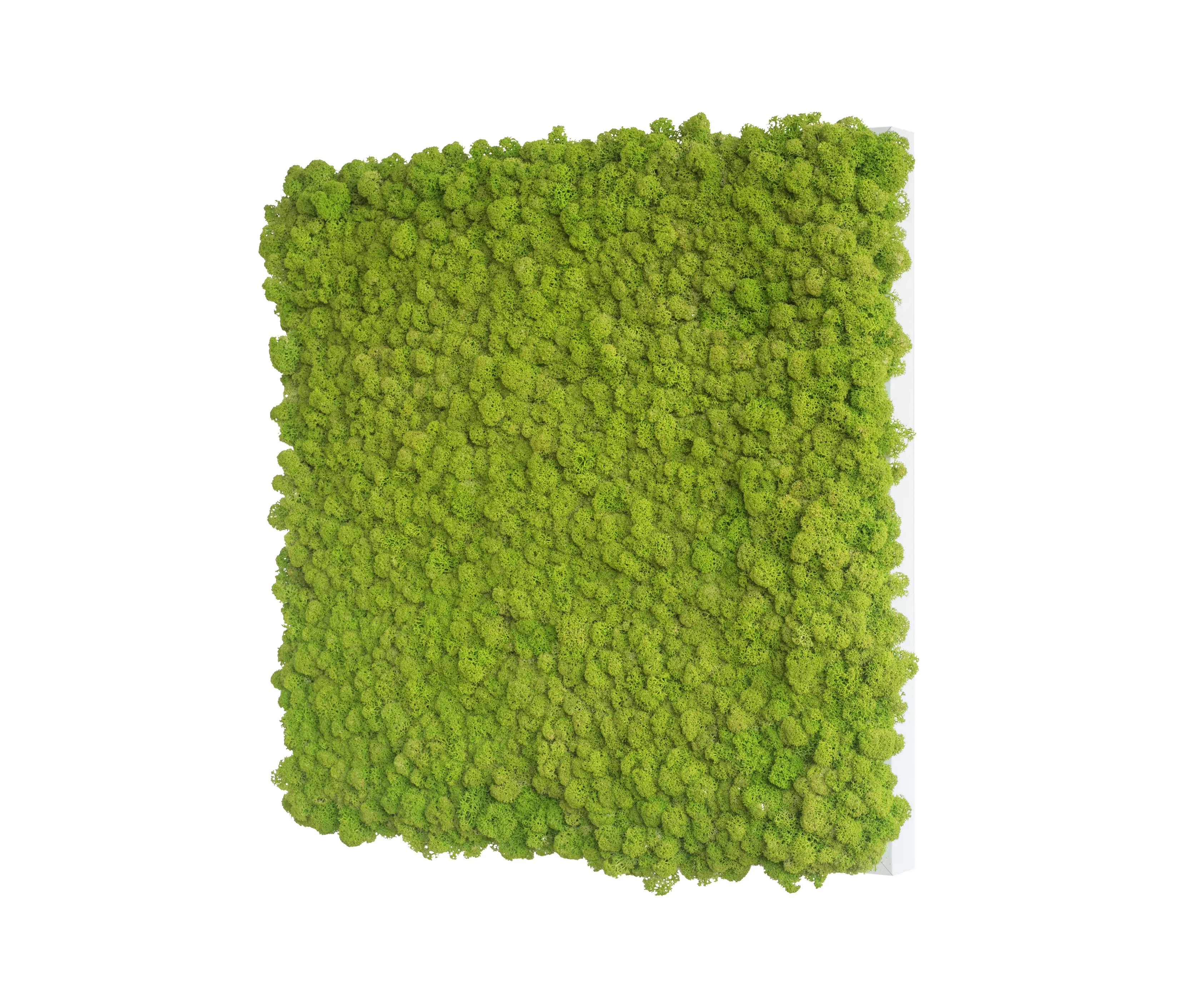styleGREEN - reindeer moss picture 55x55cm