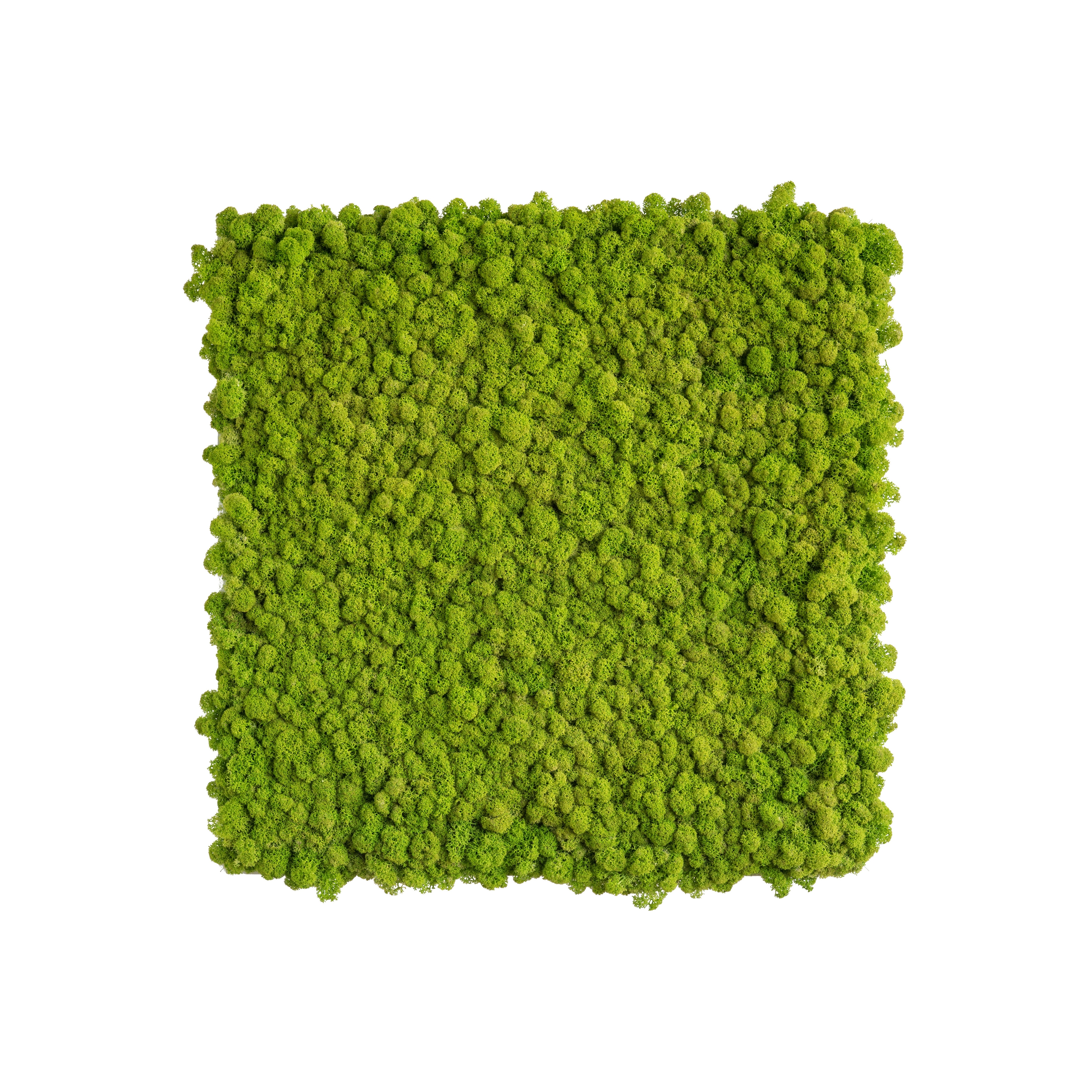 Display product reindeer moss picture 55x55cm from manufacturer styleGREEN