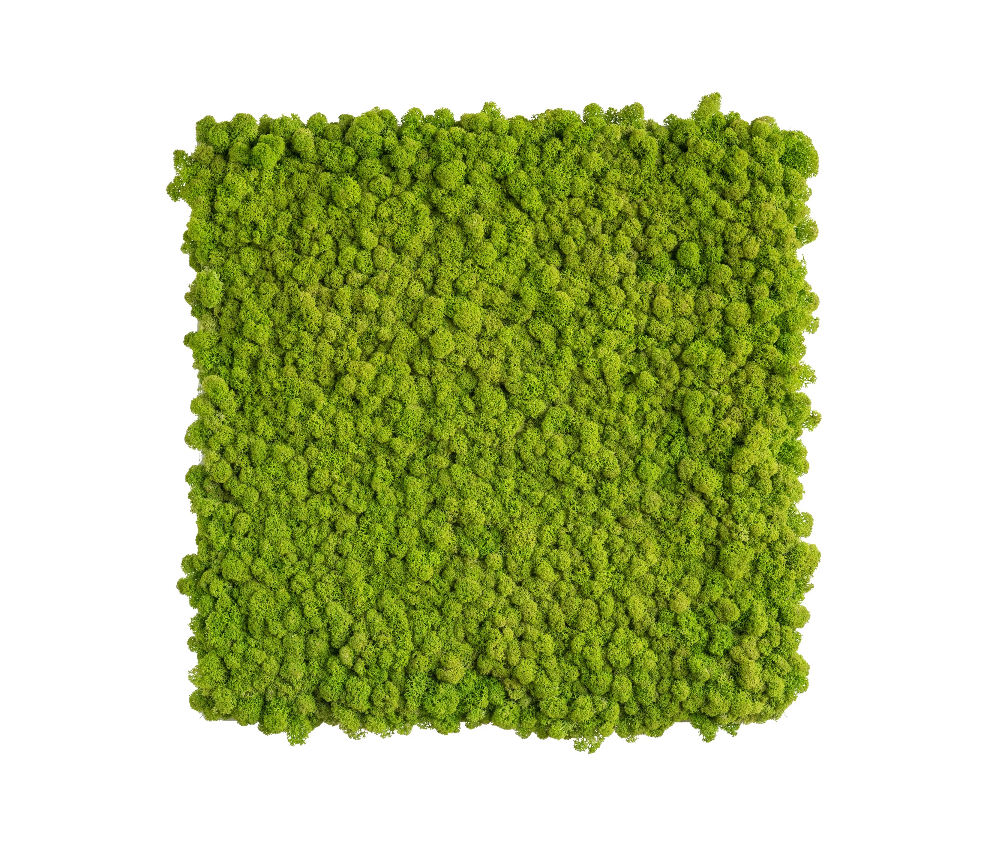 styleGREEN - reindeer moss picture 55x55cm