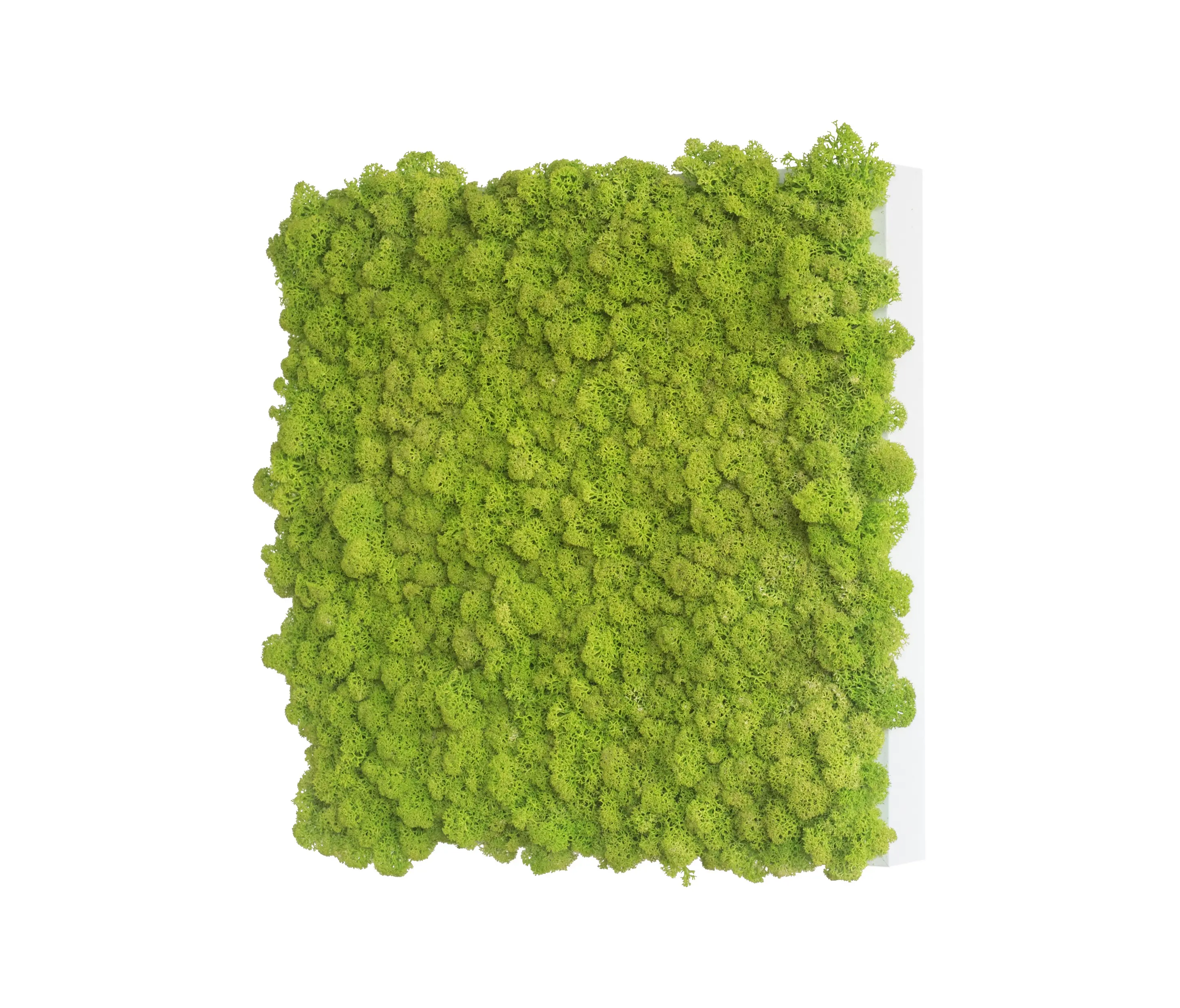 styleGREEN - reindeer moss picture 35x35cm