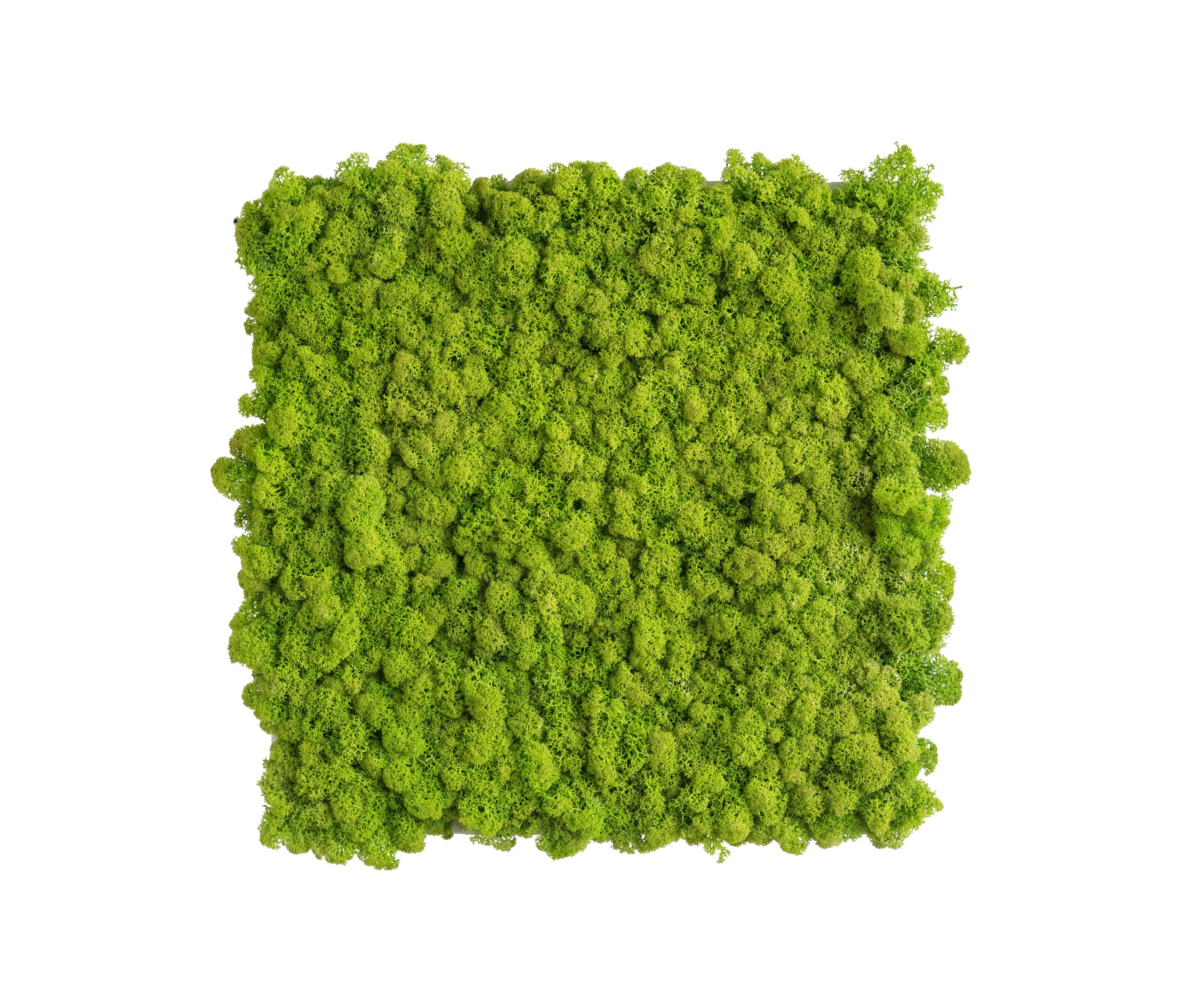 styleGREEN - reindeer moss picture 35x35cm