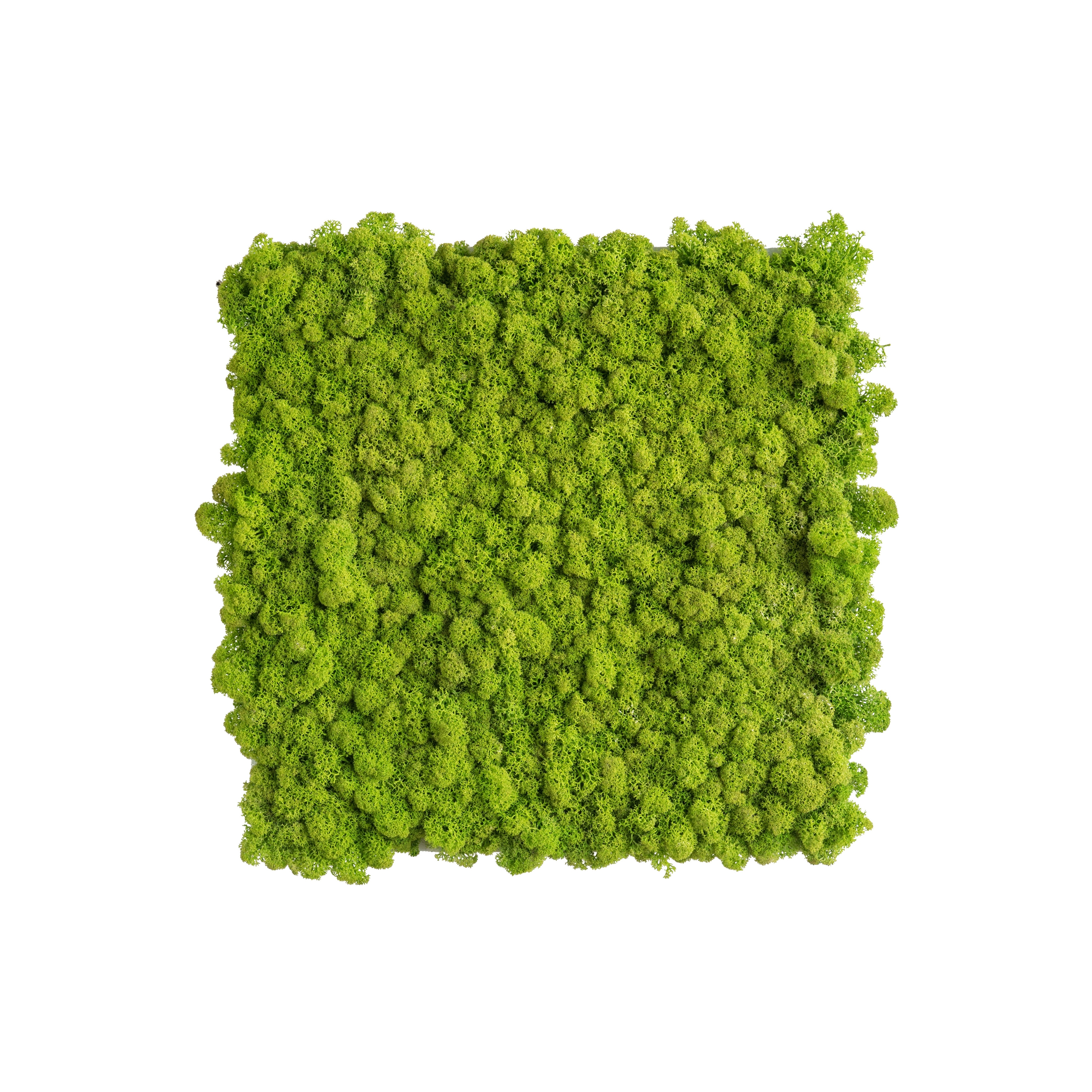 Display product reindeer moss picture 35x35cm from manufacturer styleGREEN