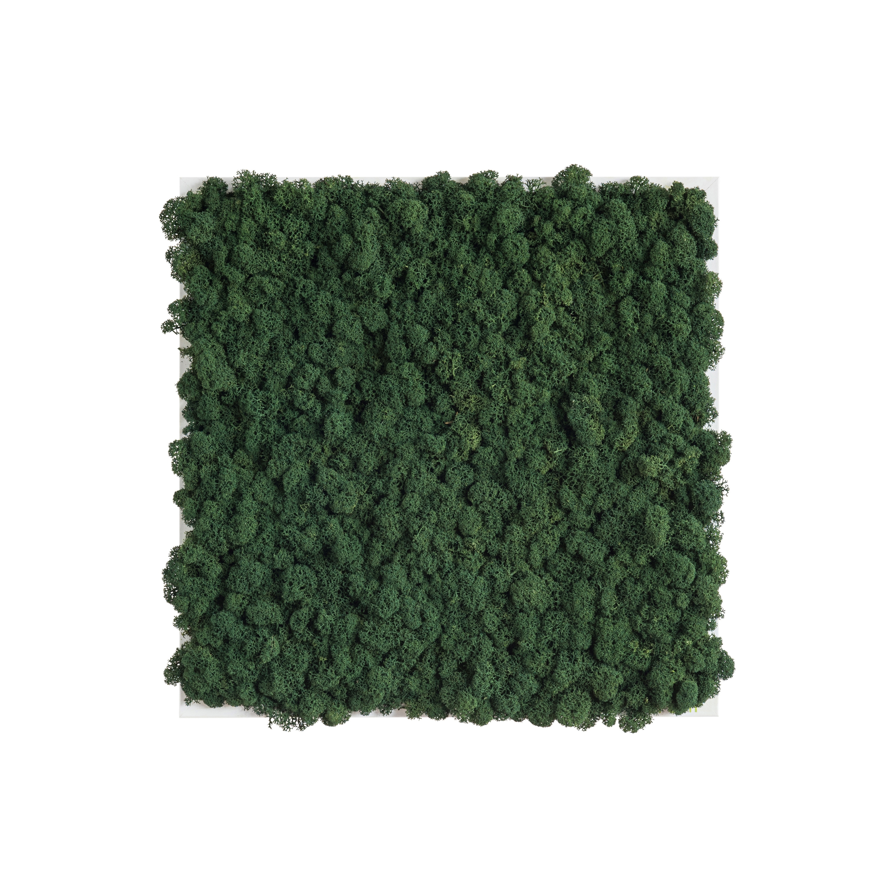reindeer moss picture 35x35cm