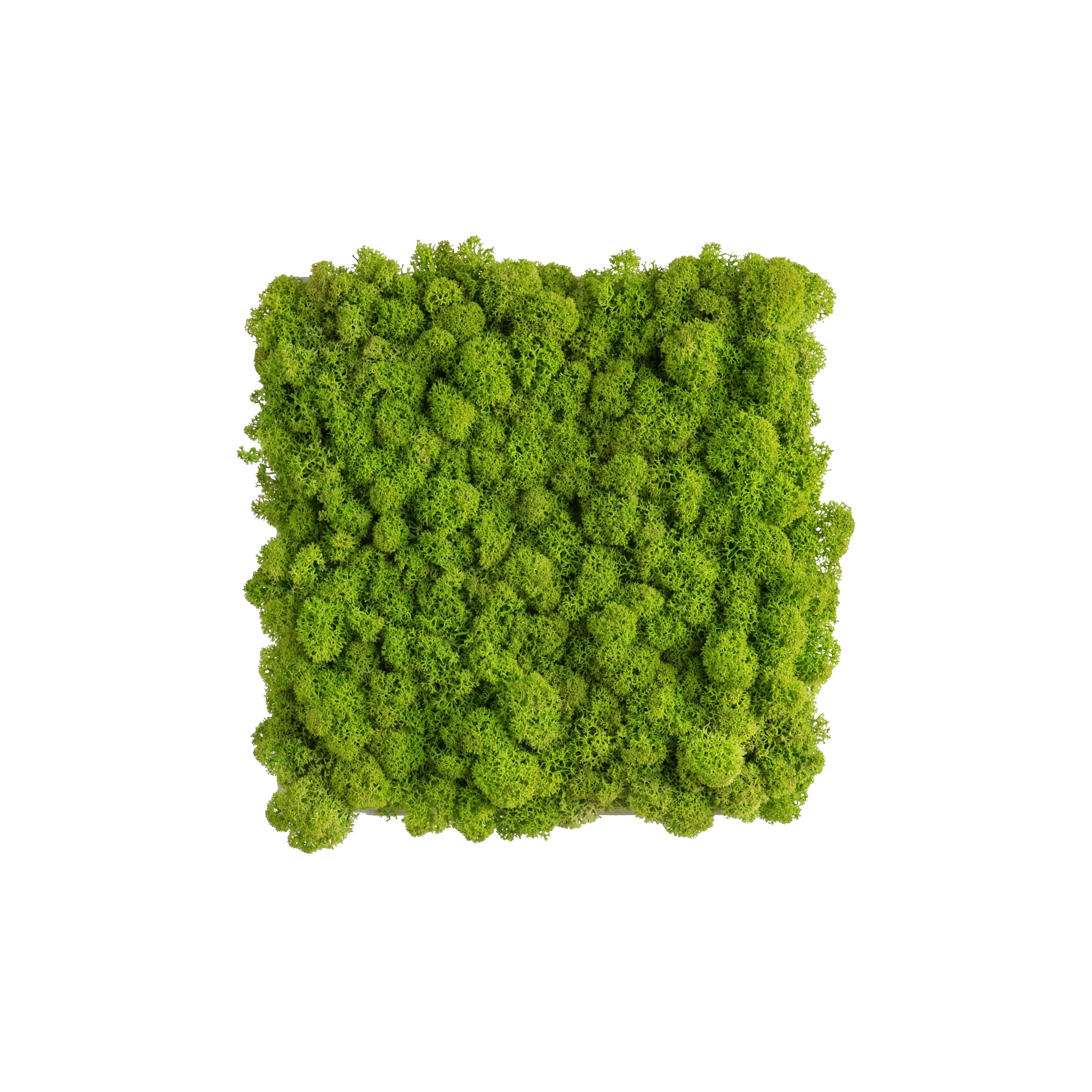 Display product reindeer moss picture 22x22cm from manufacturer styleGREEN