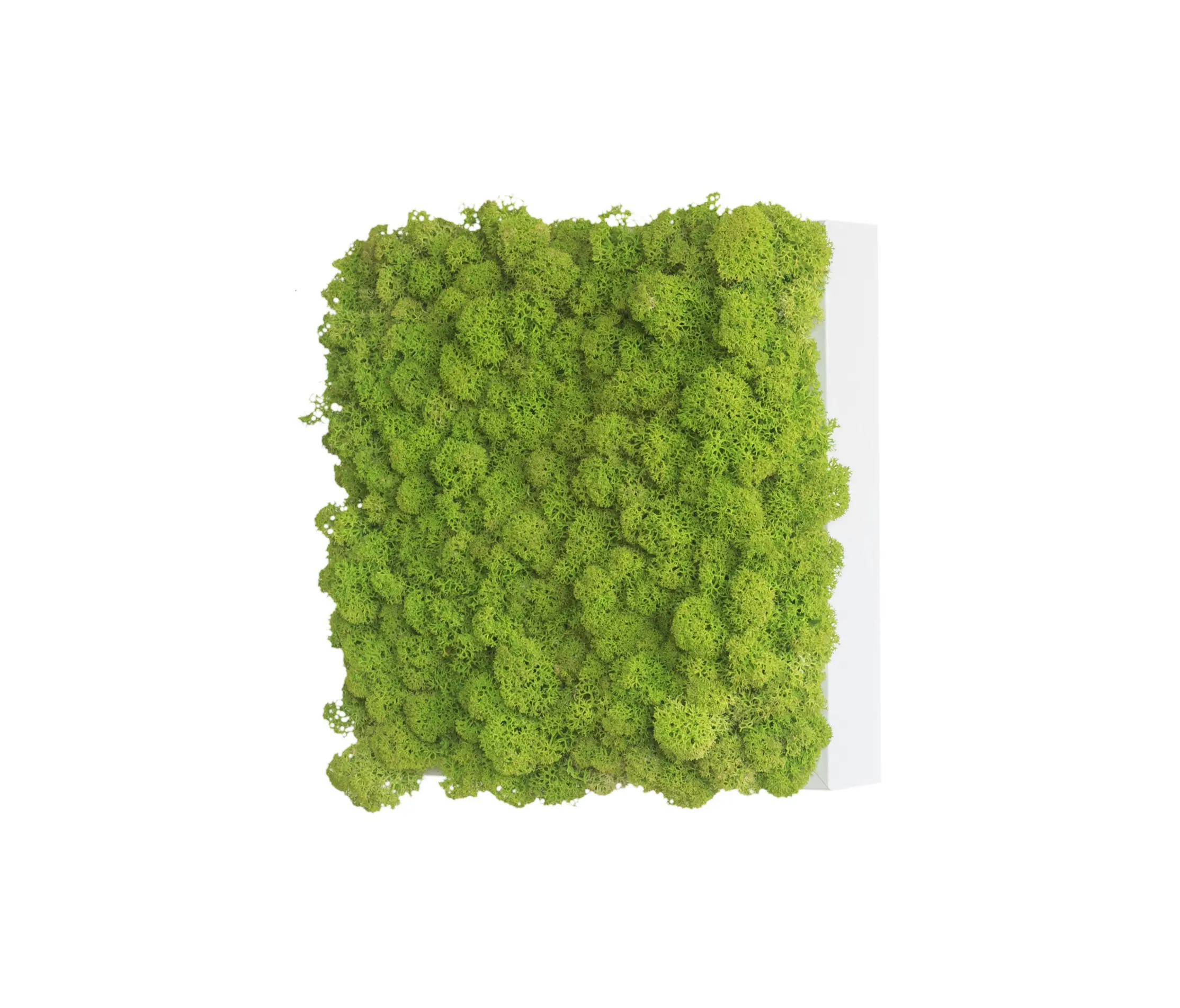 styleGREEN - reindeer moss picture 22x22cm