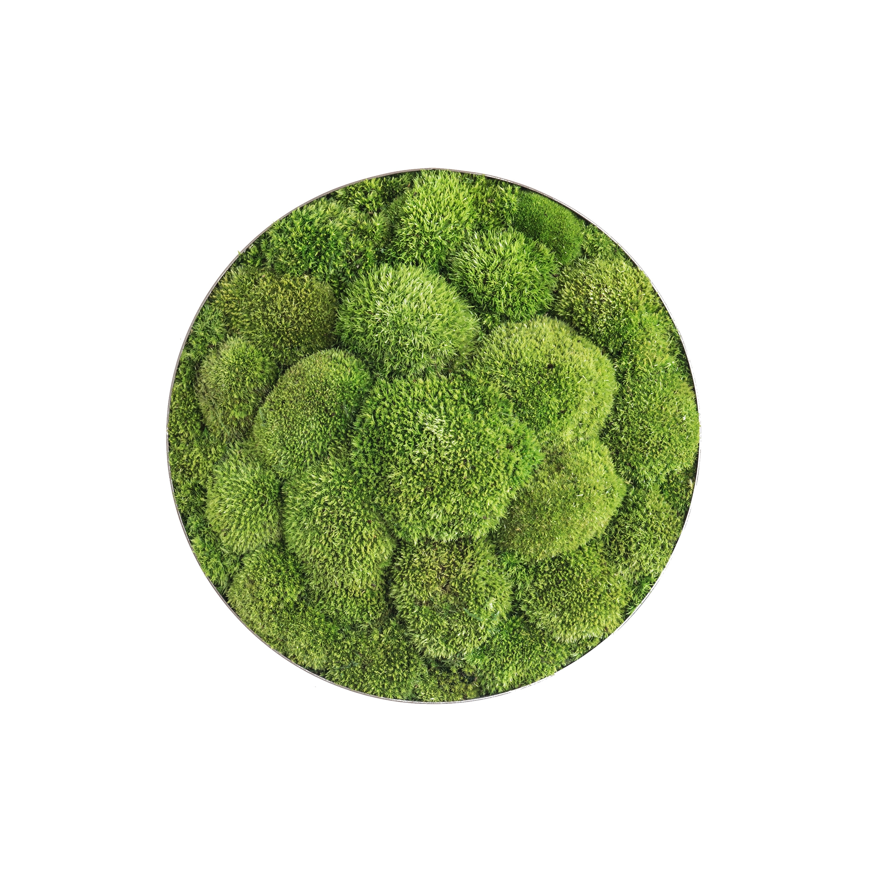 Display product ellipsoid | pole moss 34cm from manufacturer styleGREEN
