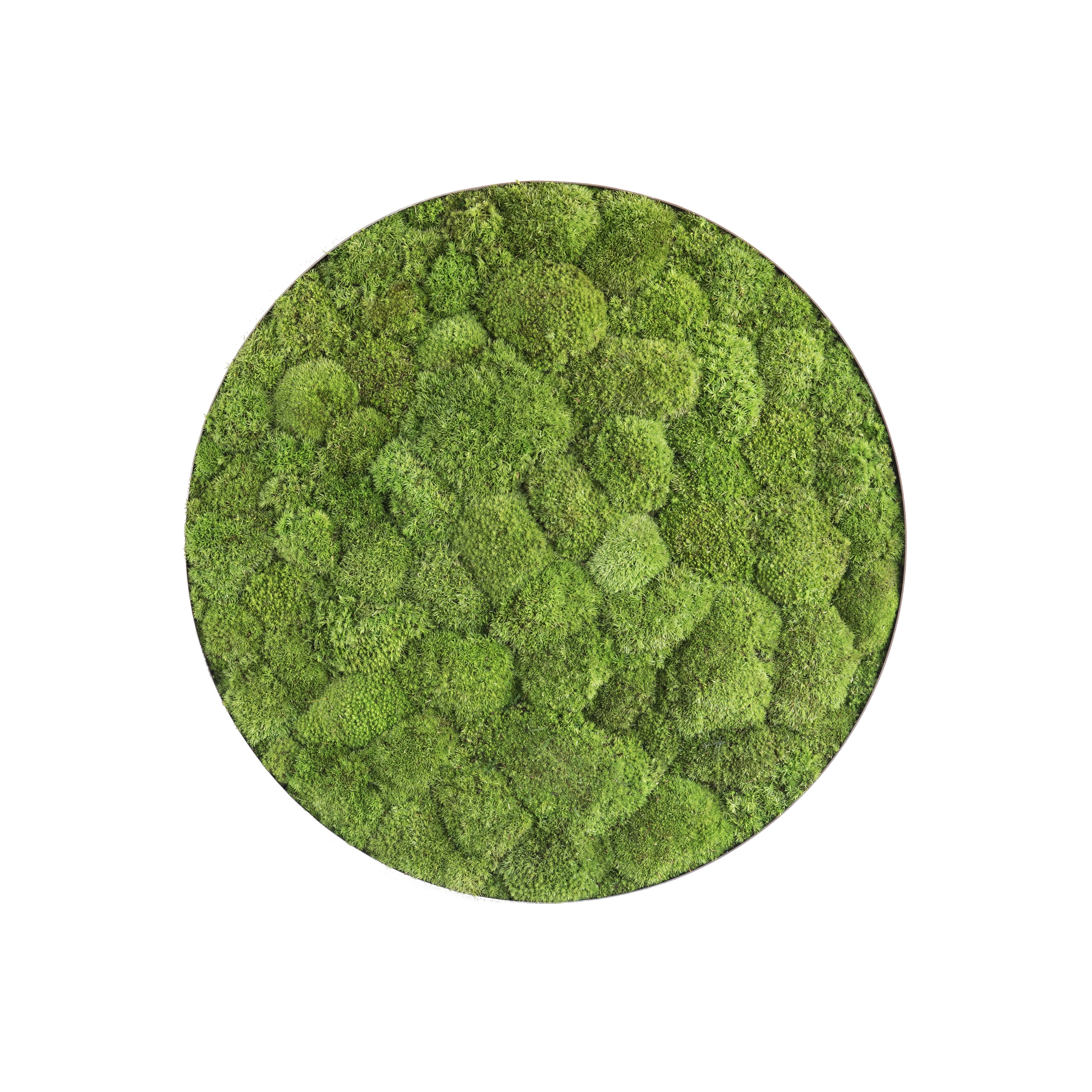 Display product ellipsoid | pole moss 54cm from manufacturer styleGREEN