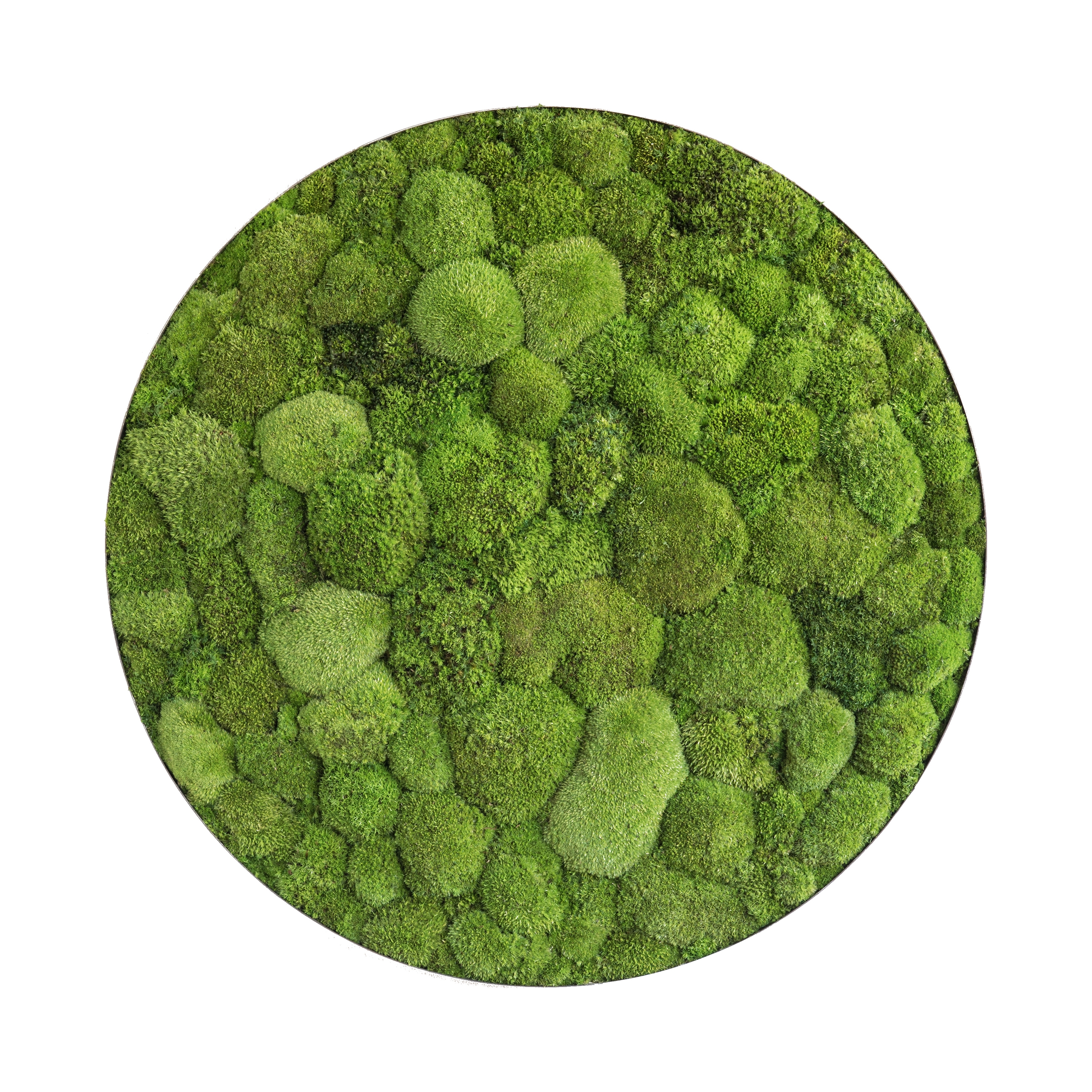 Display product ellipsoid | pole moss 80cm from manufacturer styleGREEN