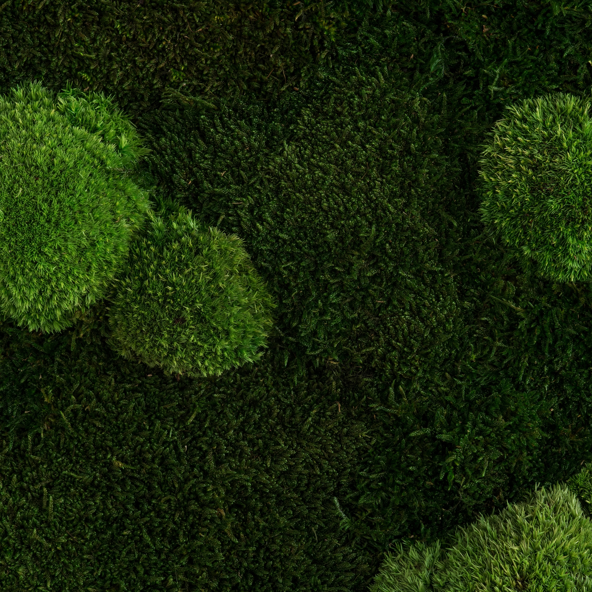 Display product individual | greening forest and pole moss from manufacturer styleGREEN