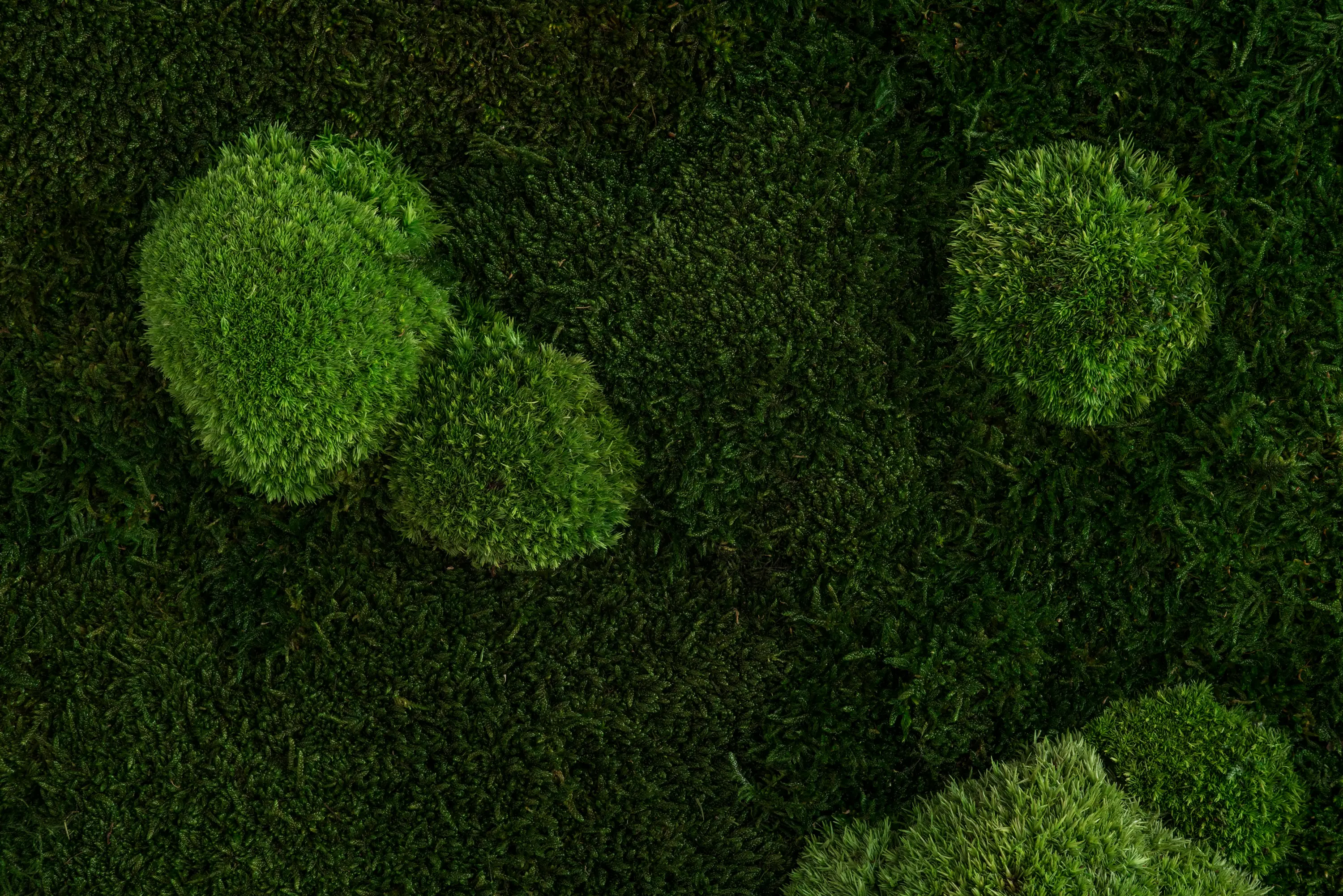 styleGREEN - individual | greening forest and pole moss