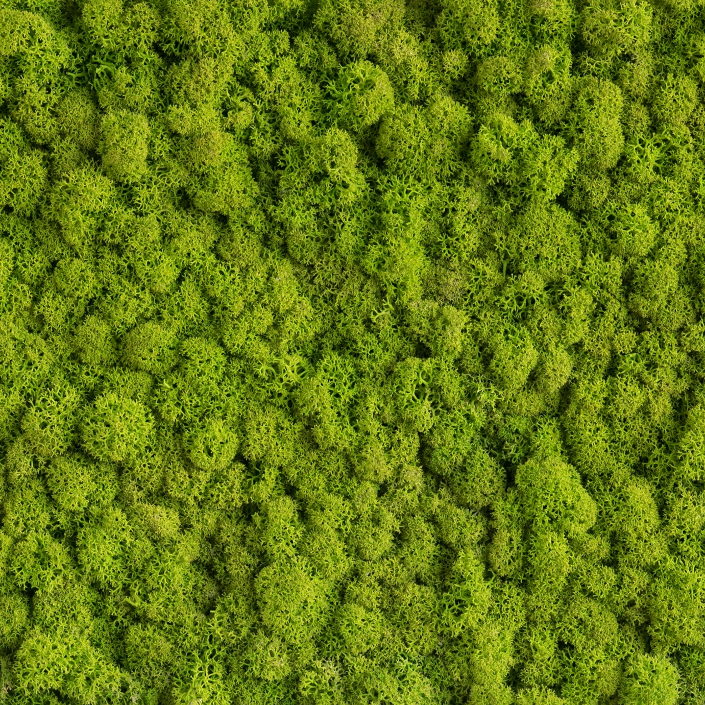 Display product individual | greening reindeermoss from manufacturer styleGREEN