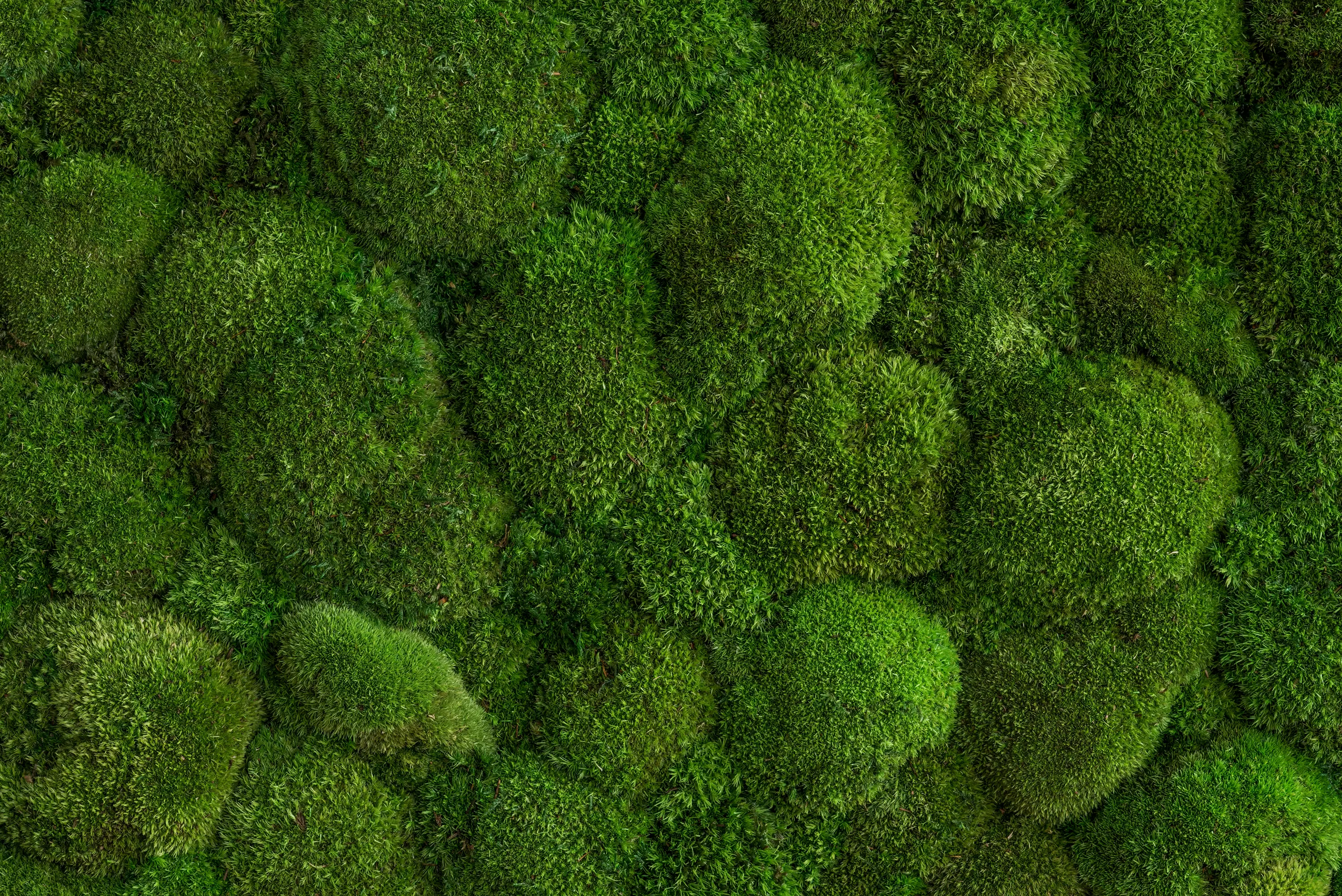 styleGREEN - individual | greening pole moss