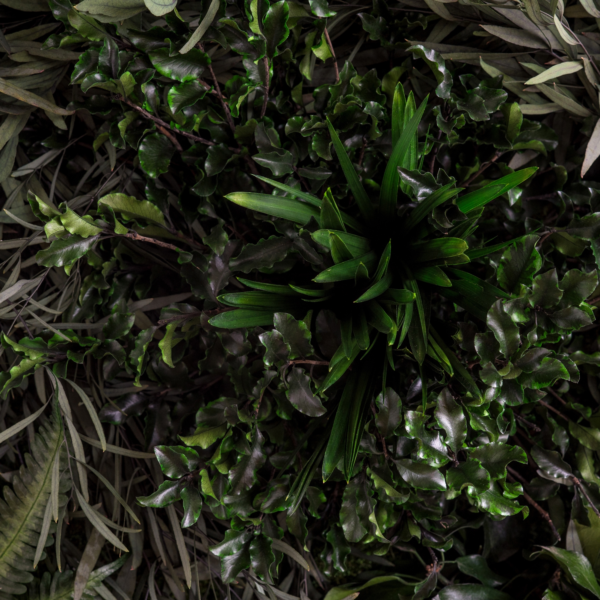Display product individual | greening jungle from manufacturer styleGREEN