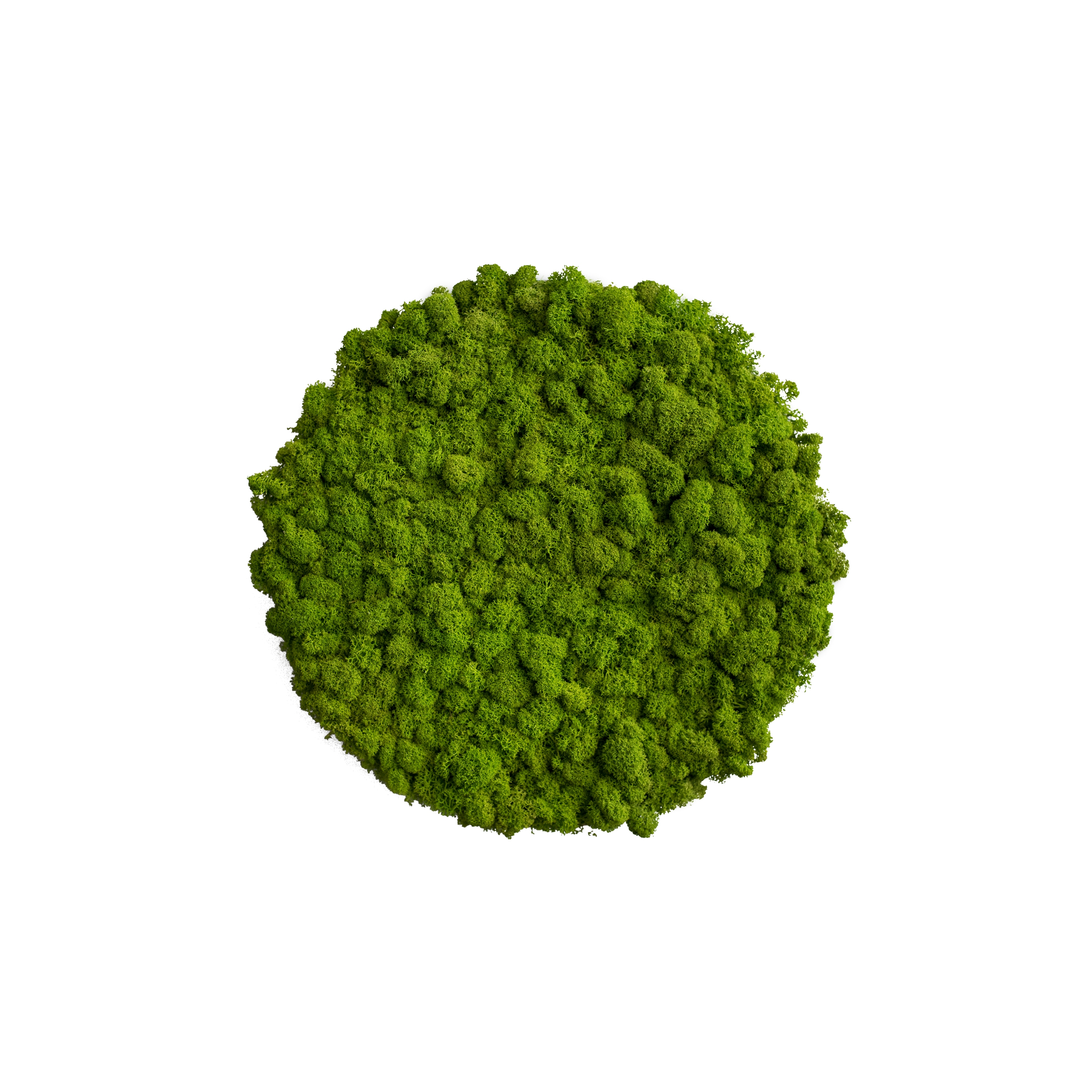 Display product circle | reindeer moss 34cm from manufacturer styleGREEN