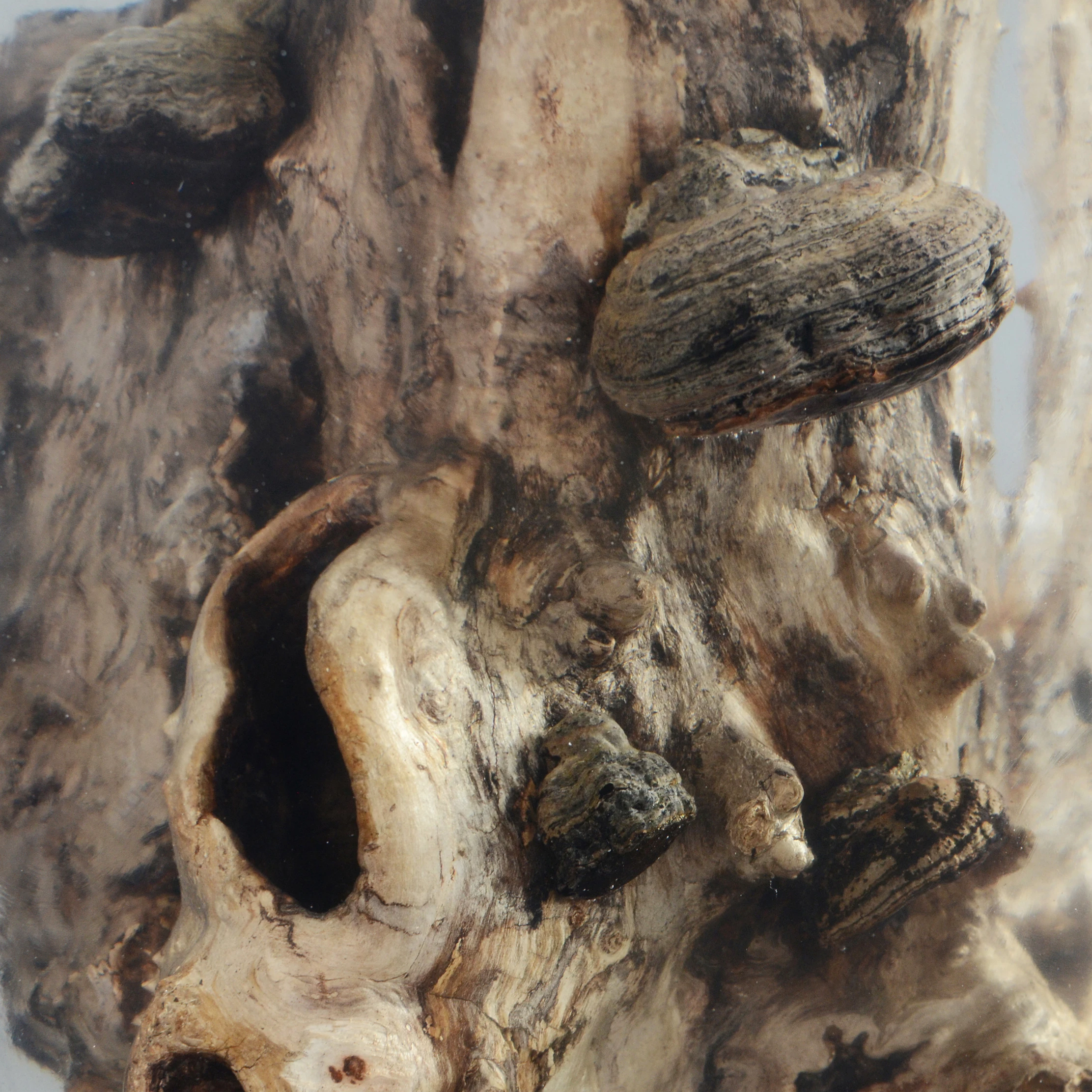 FUNGI COLLECTION