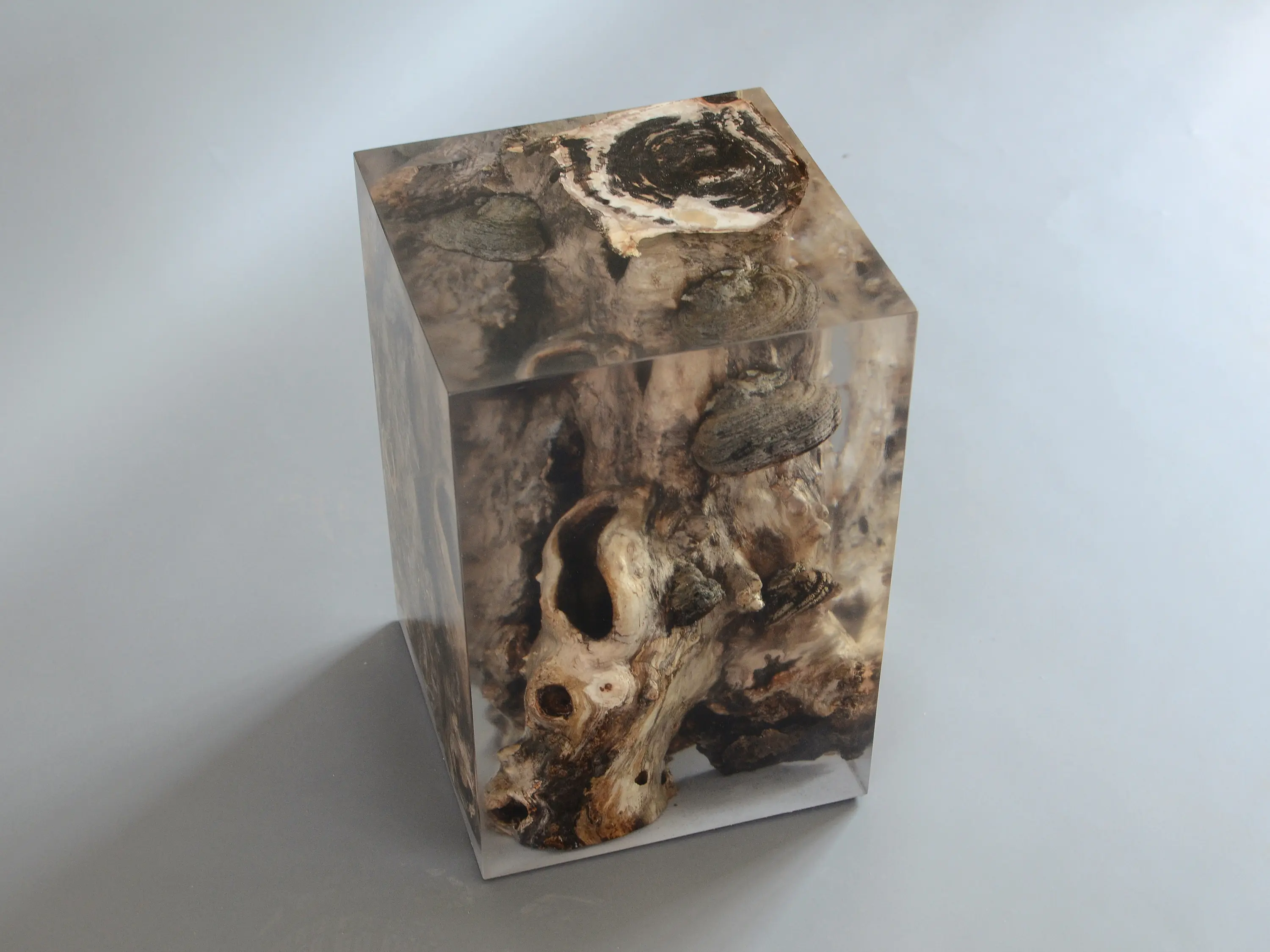 Alcarol - Fungi | Stool Poplar