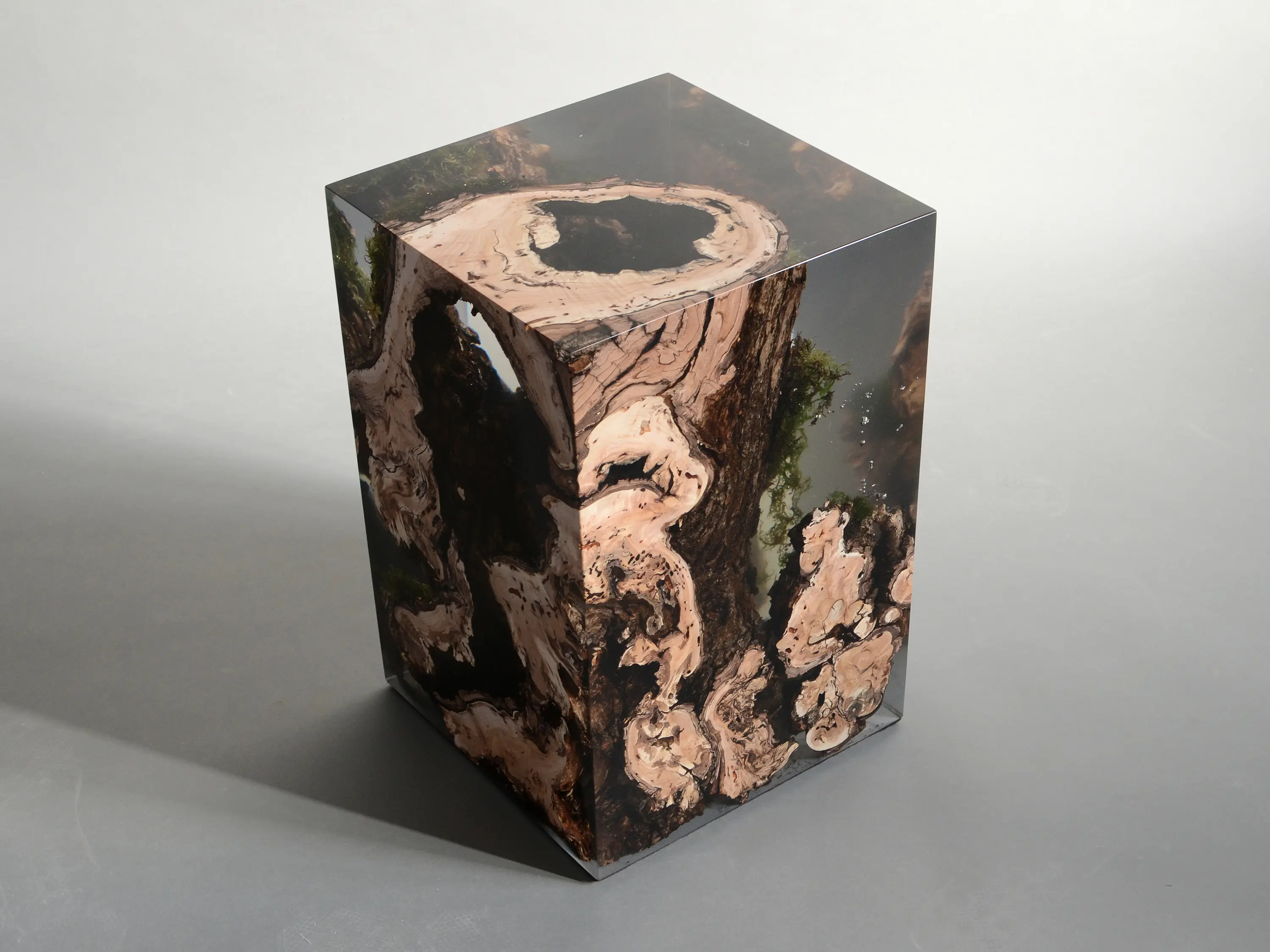 Alcarol - Undergrowth | Stump Stool Willow