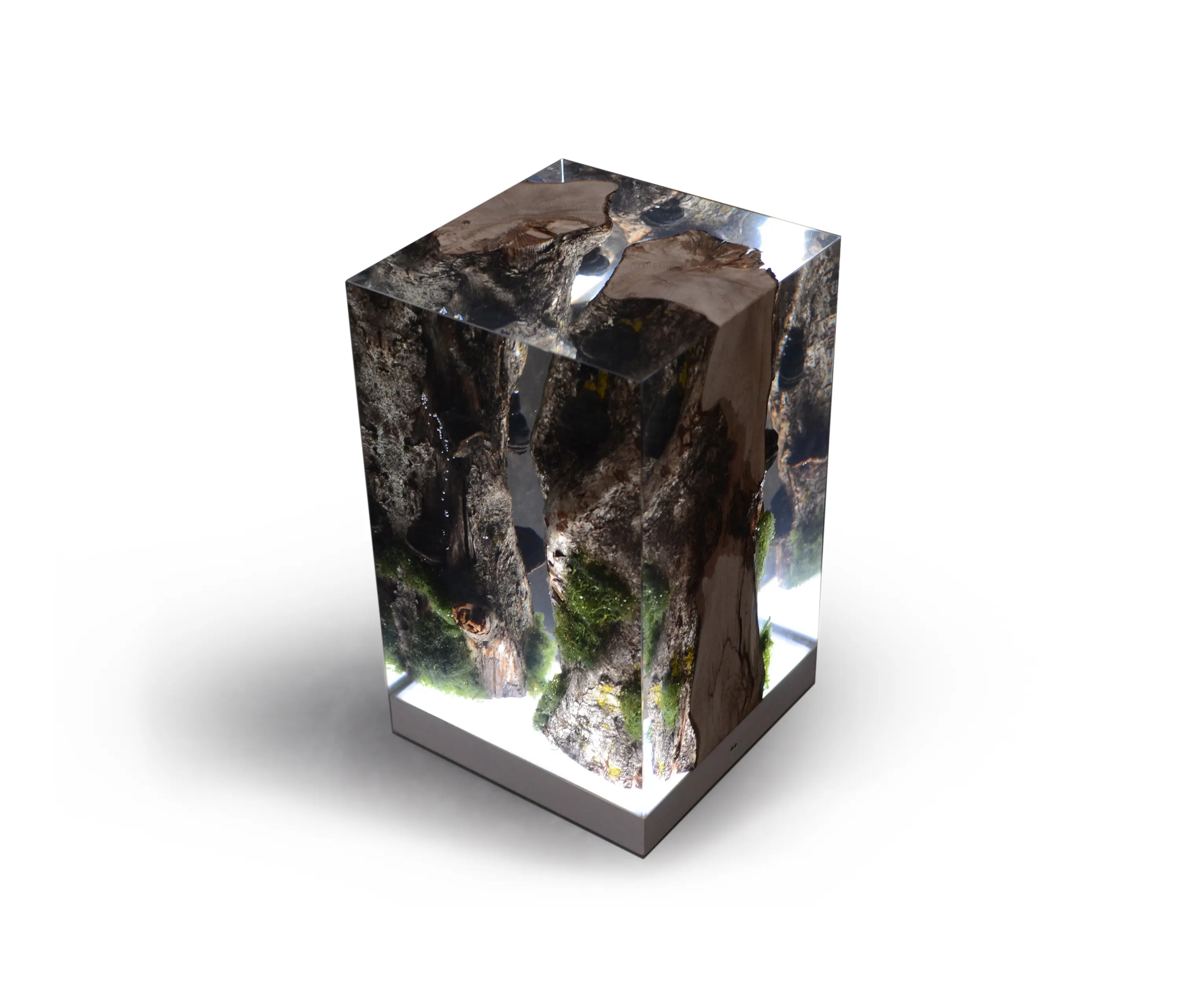 Alcarol - Undergrowth | Moss Lamp