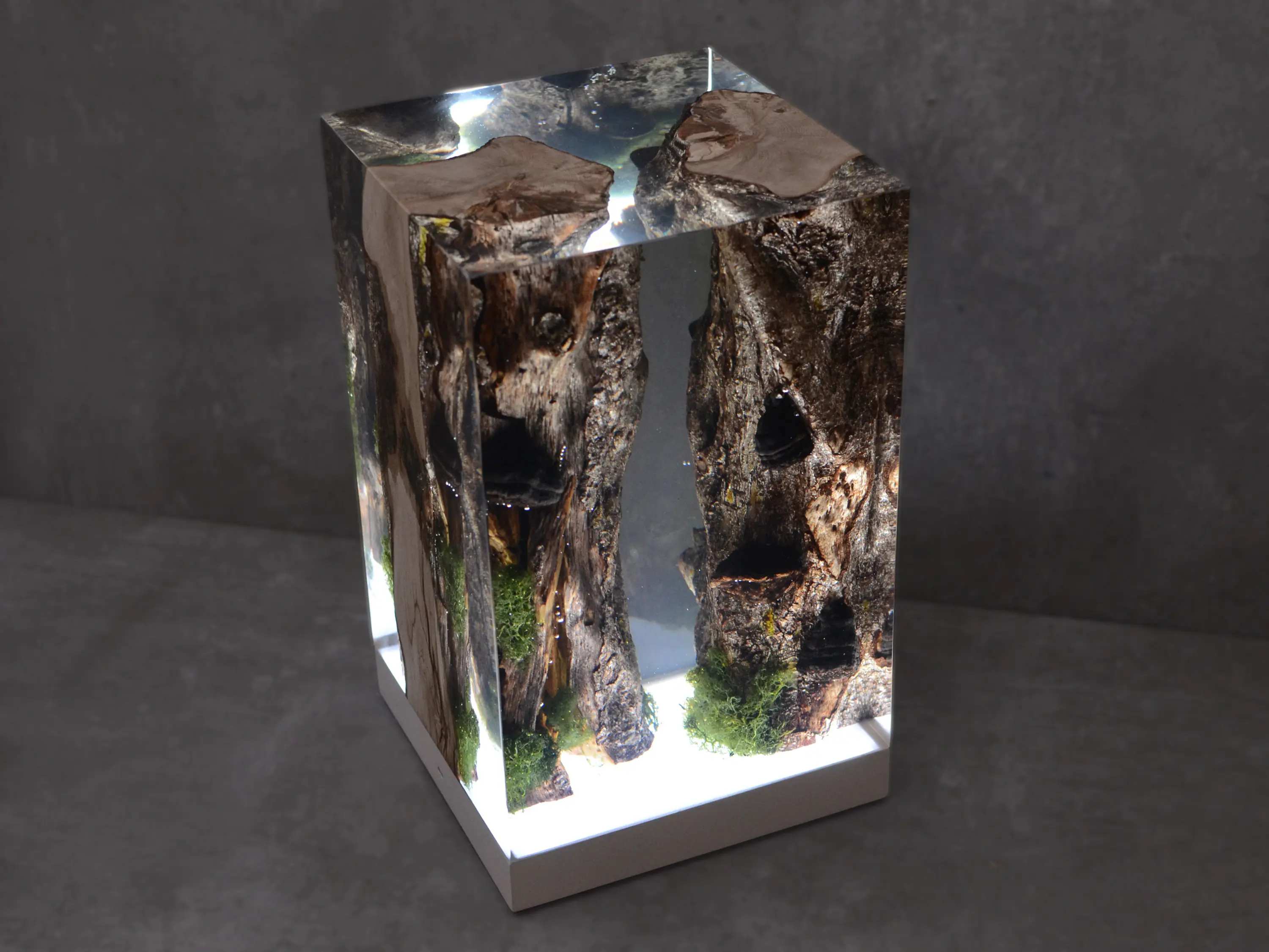Alcarol - Undergrowth | Moss Lamp
