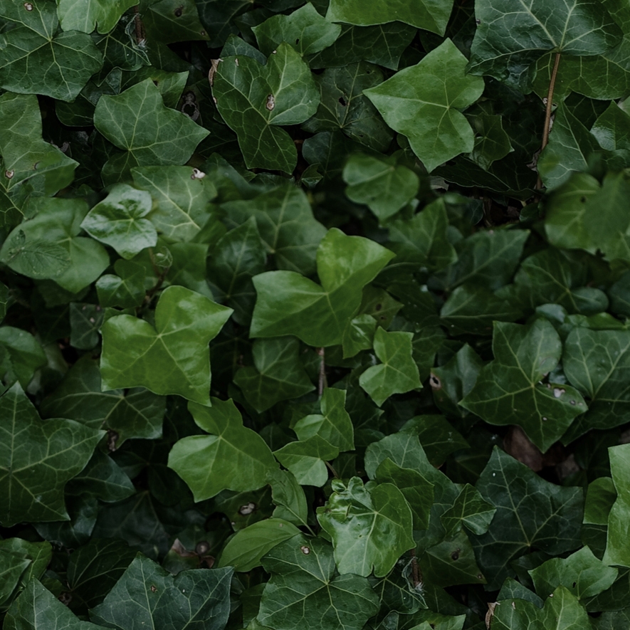 Afficher le produit Paper41 Pro | Jane A-E du fabricant 41zero42