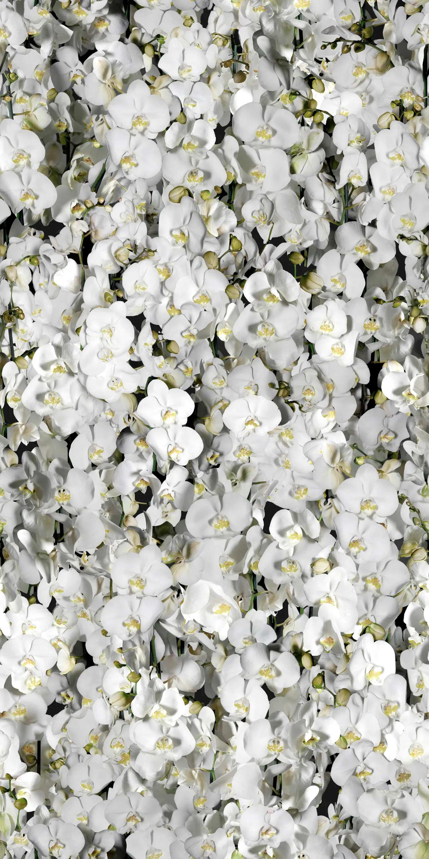 41zero42 - Paper41 Pro | Eva