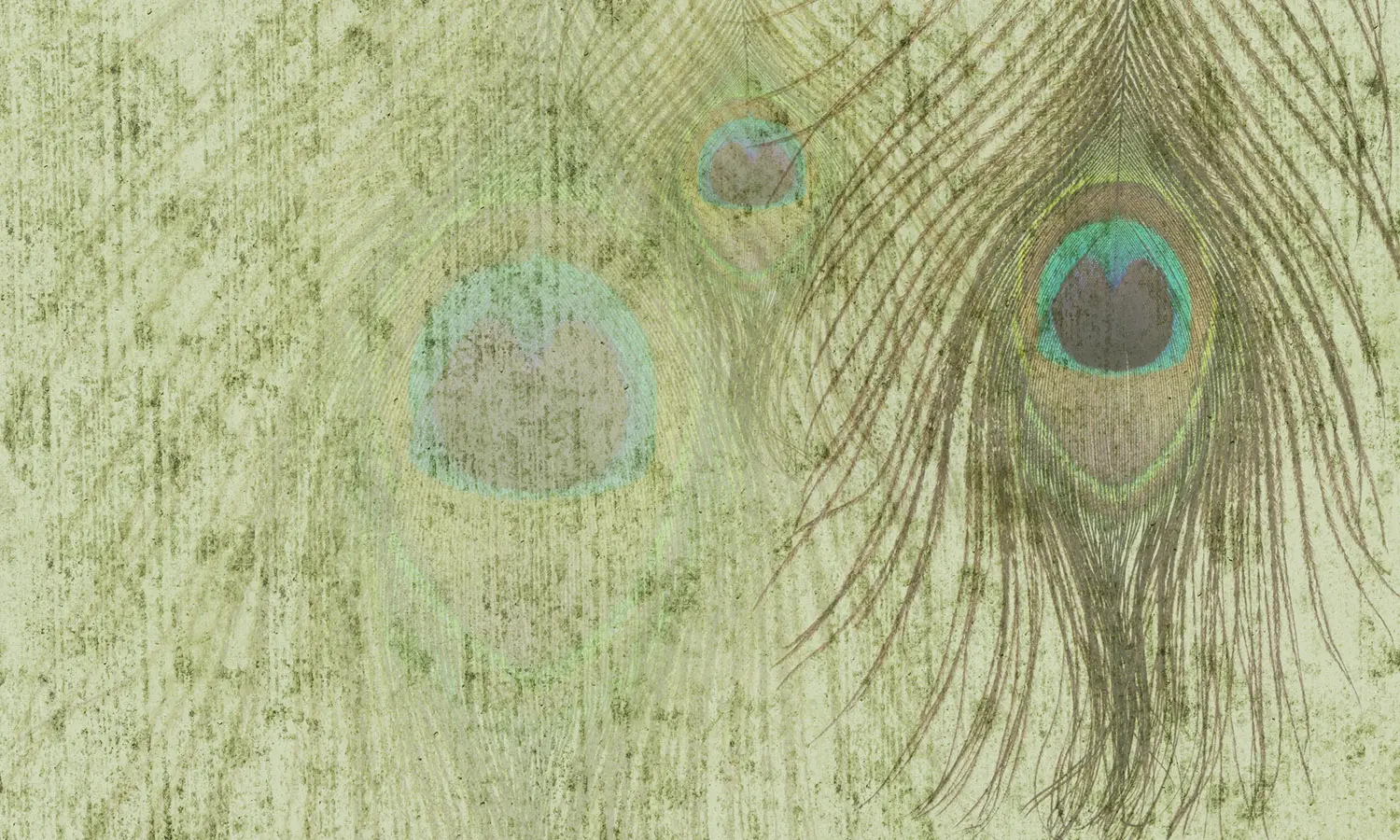 WallPepper - Peacock feathers