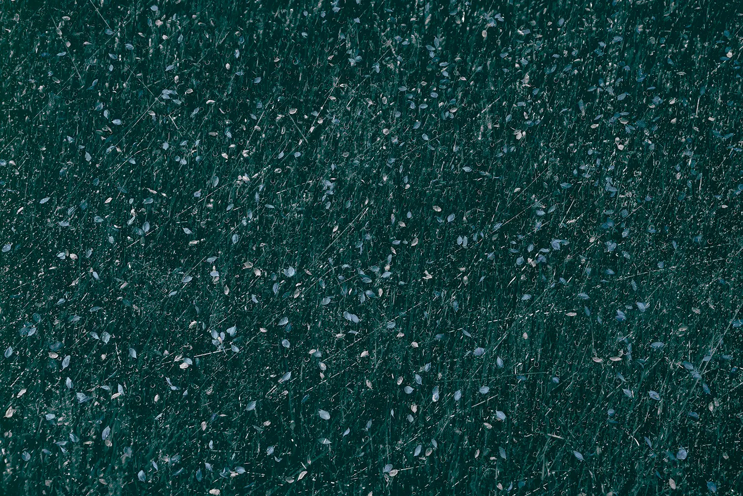 WallPepper - Petals