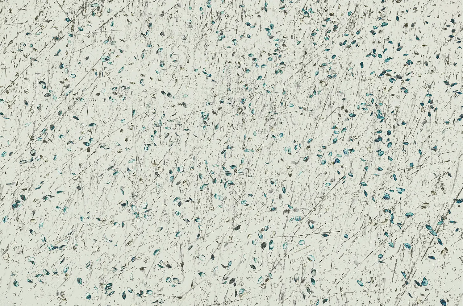 WallPepper - Petals