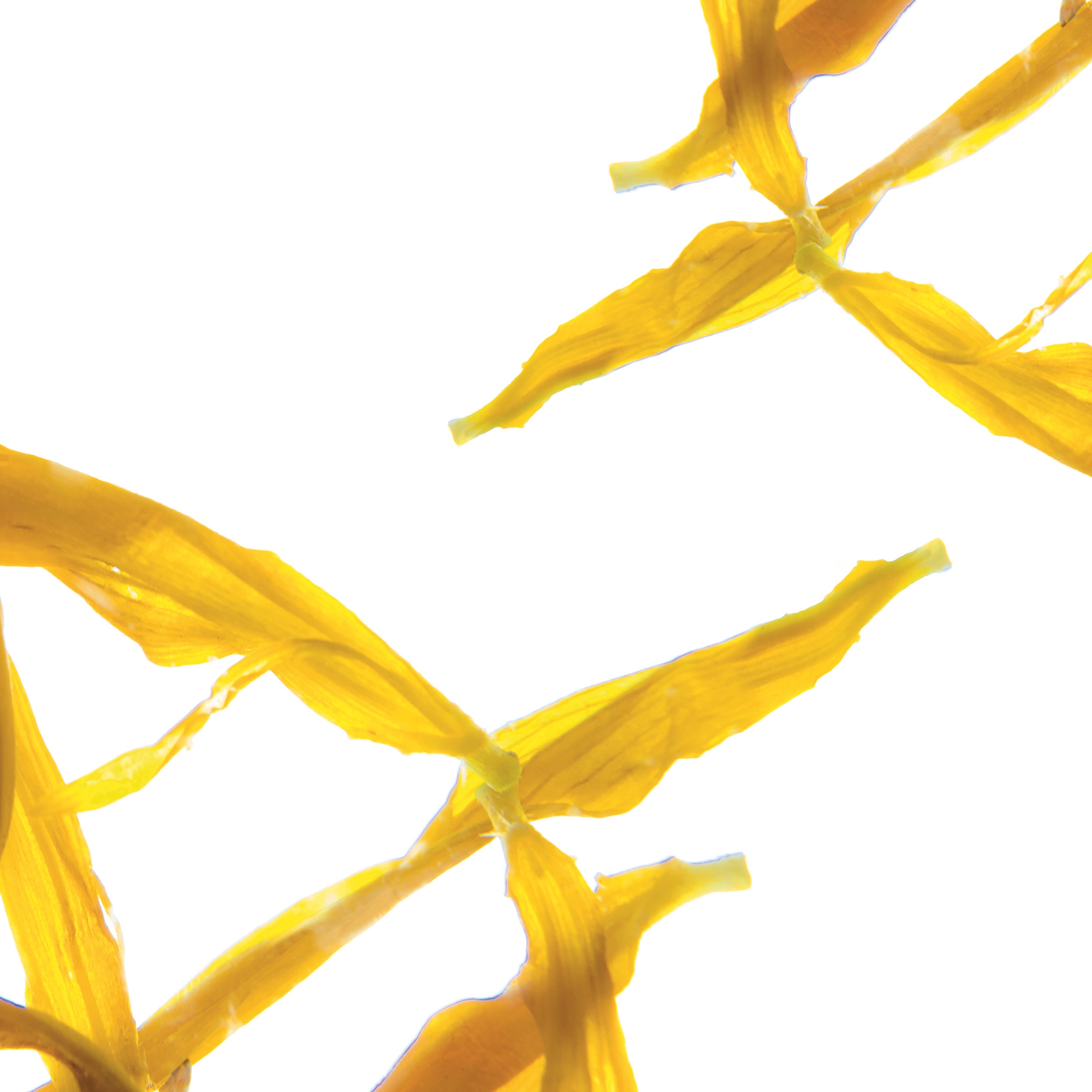 Afficher le produit petals | girasole du fabricant N.O.W. Edizioni