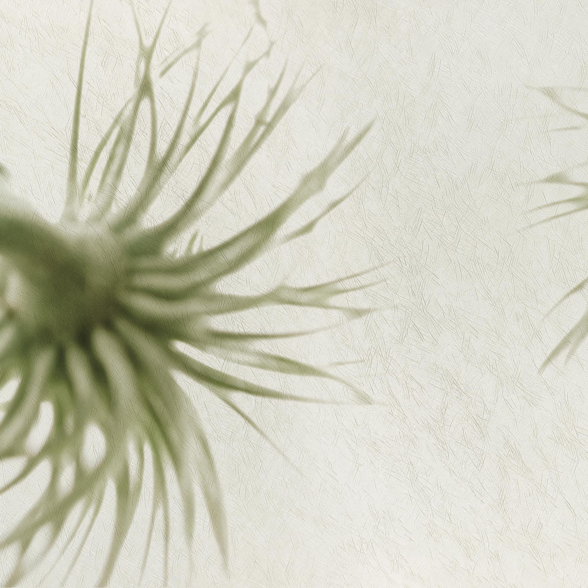 petals | margherita