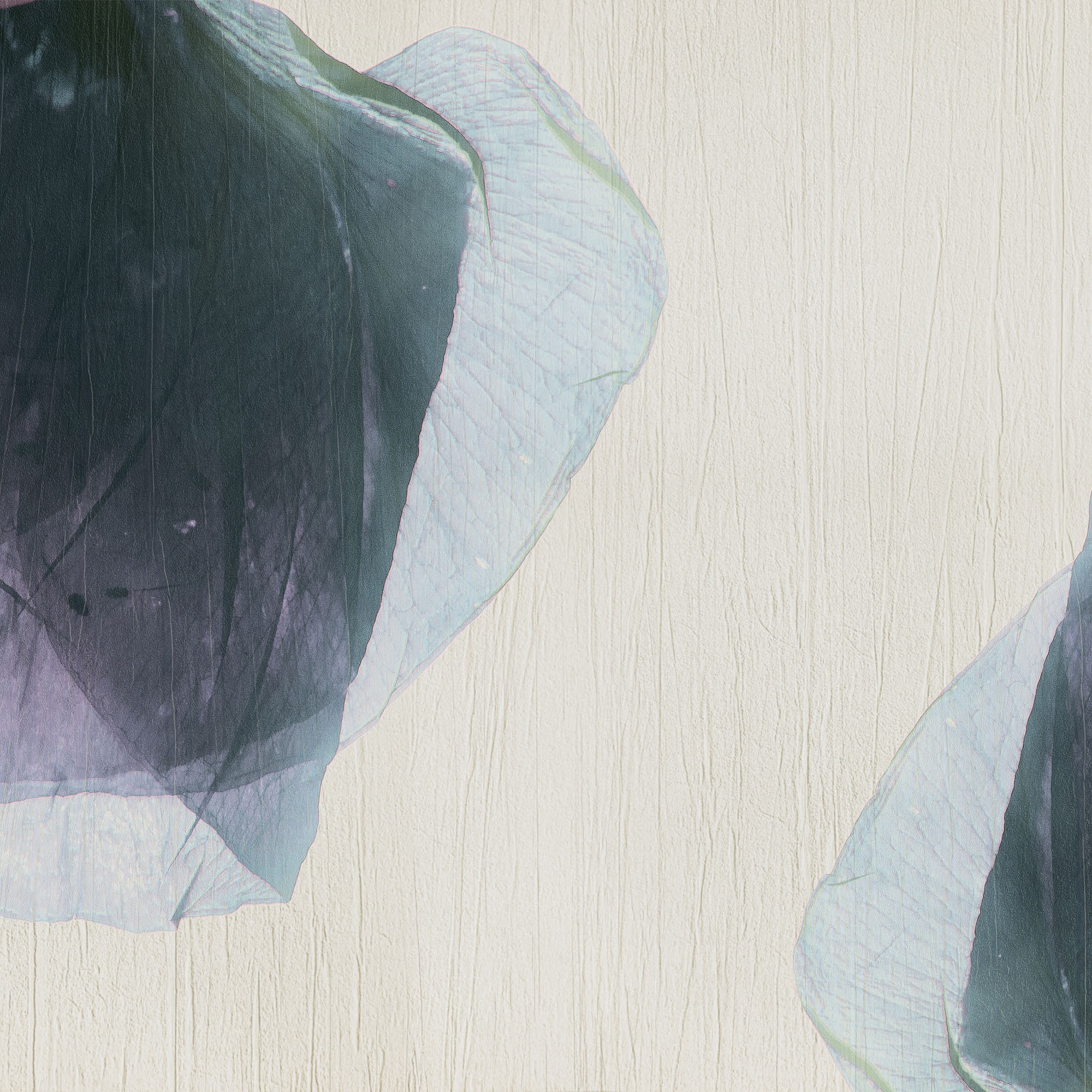 petals | rossa