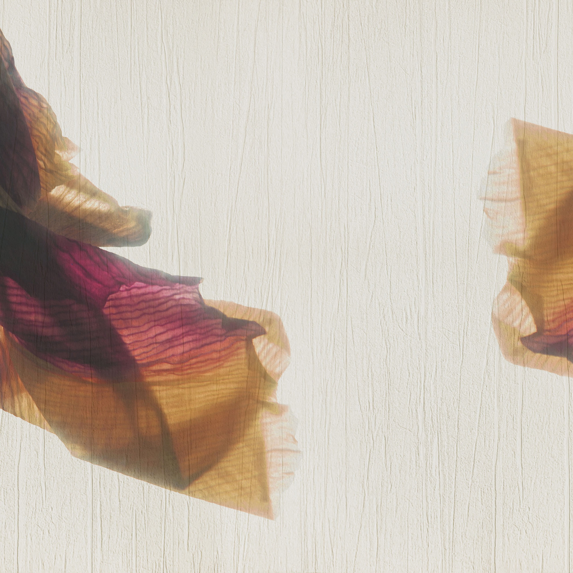petals | iris