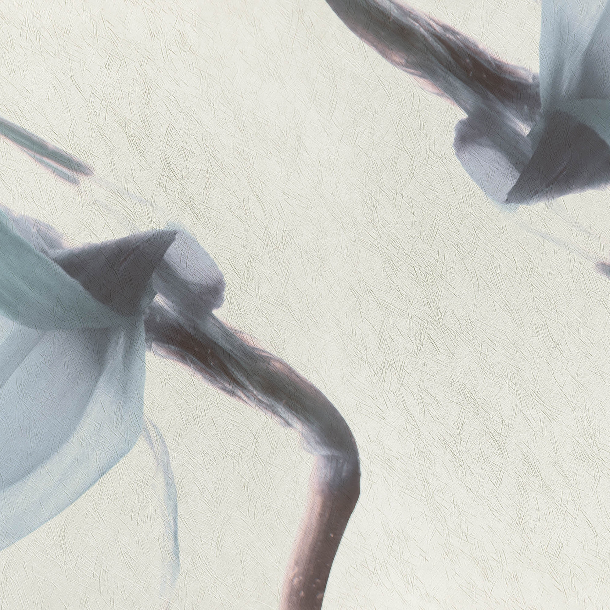 petals | narciso