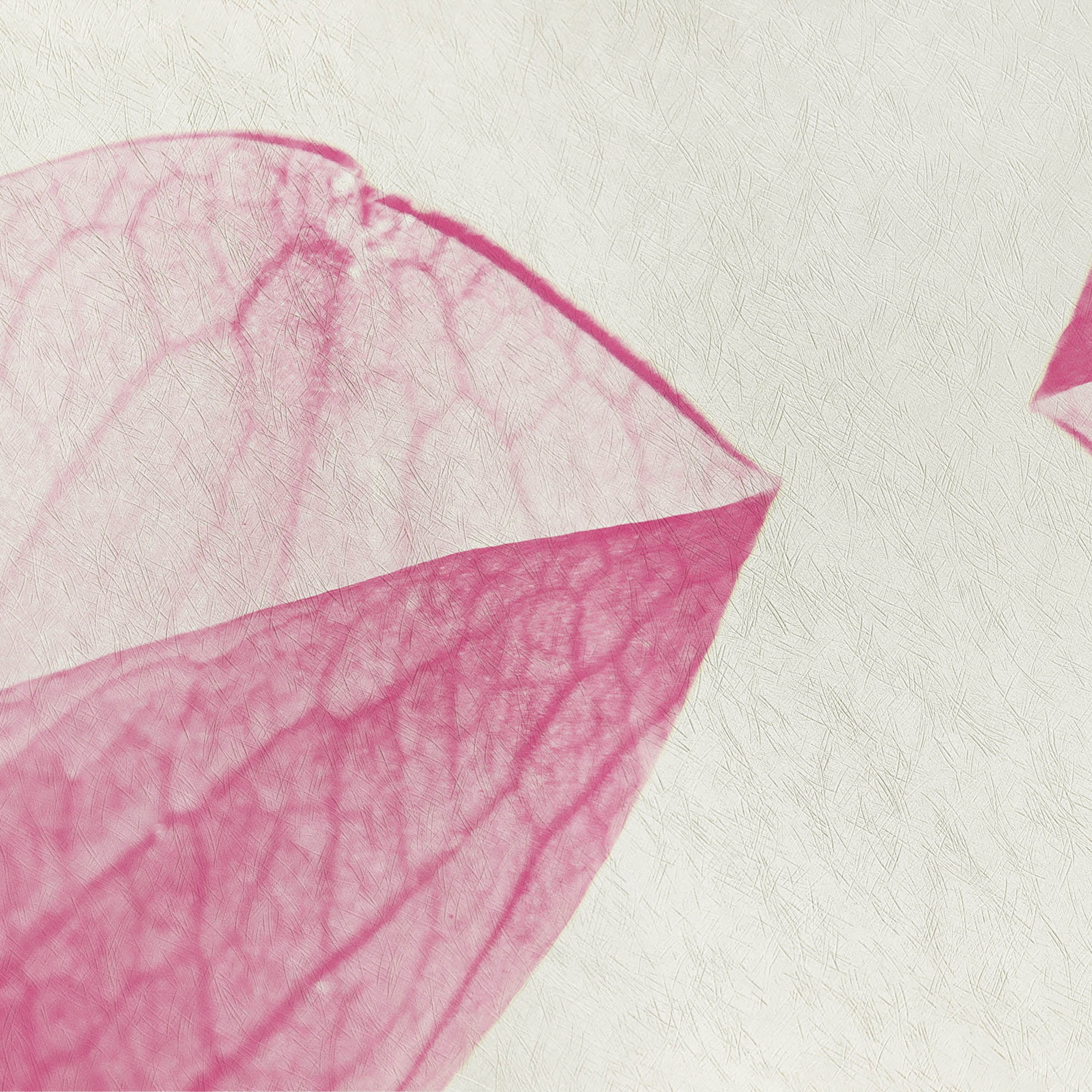 Afficher le produit petals | rosa du fabricant N.O.W. Edizioni