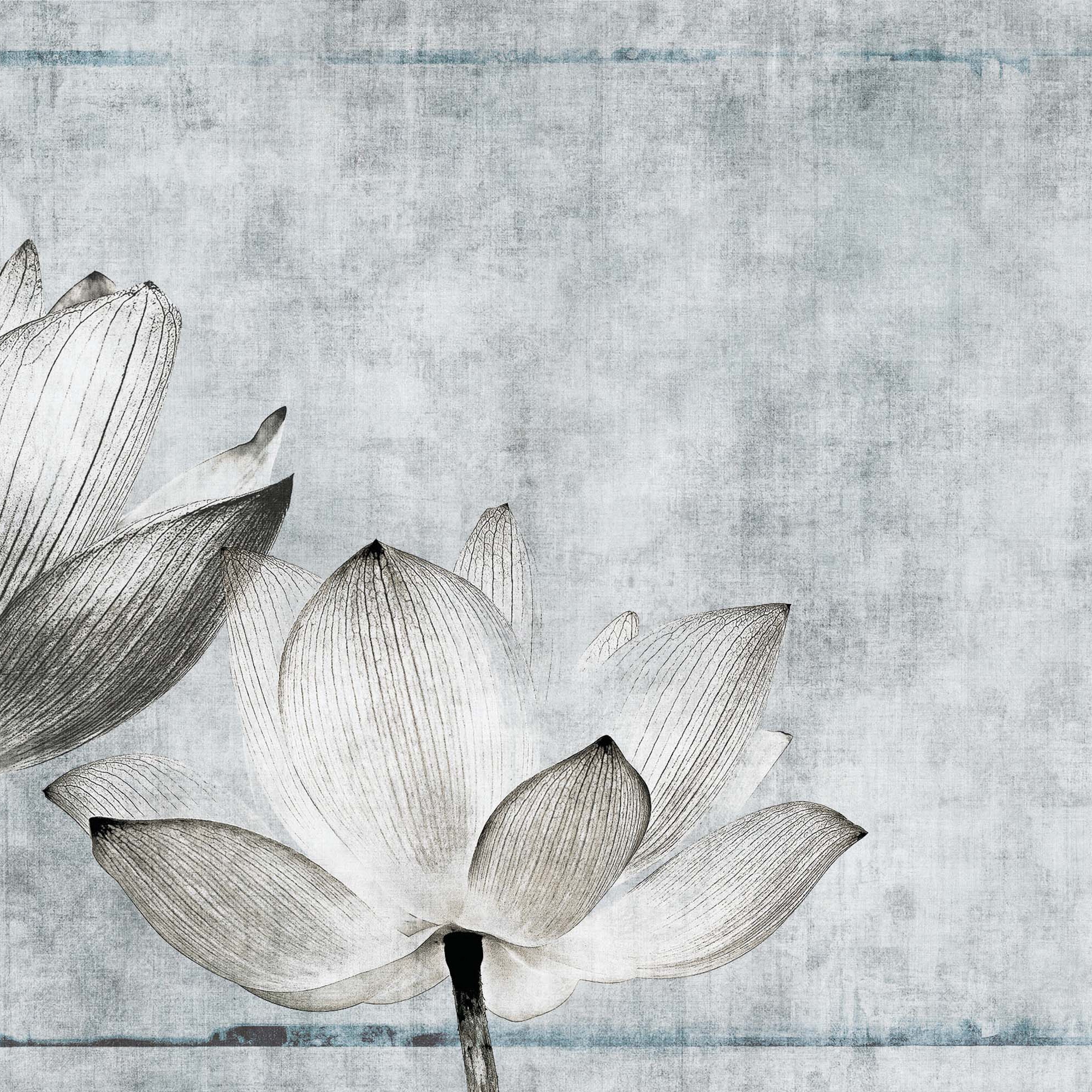 canvas | lotus