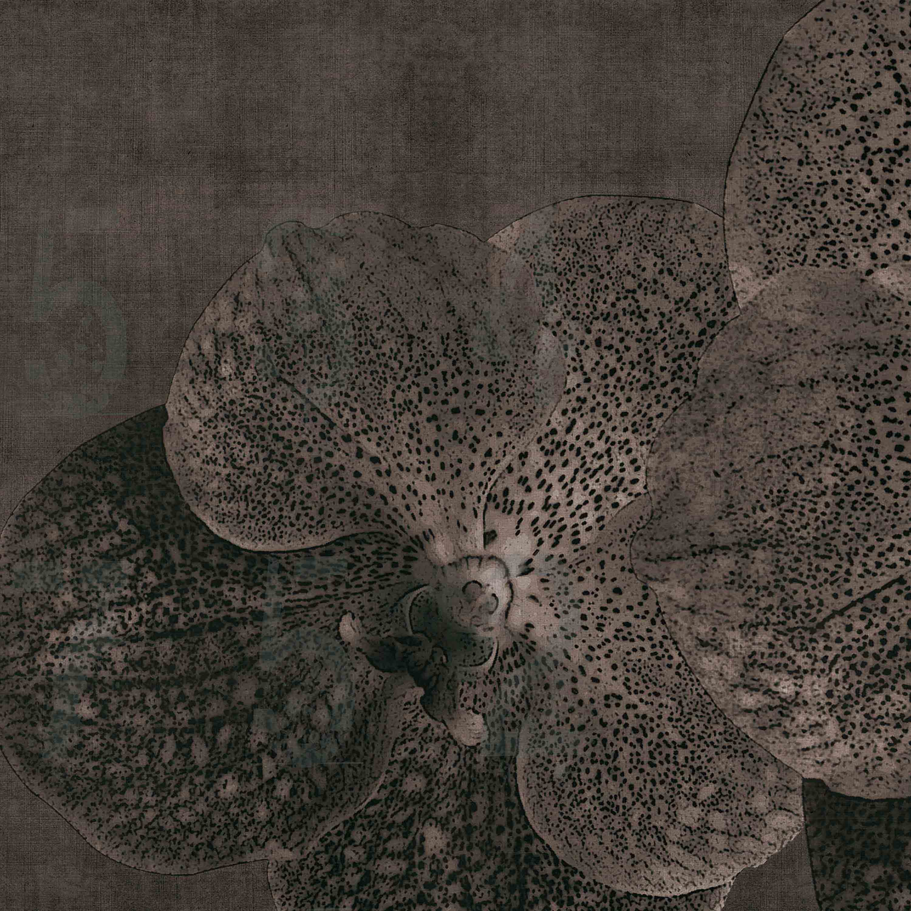concrete | orchid