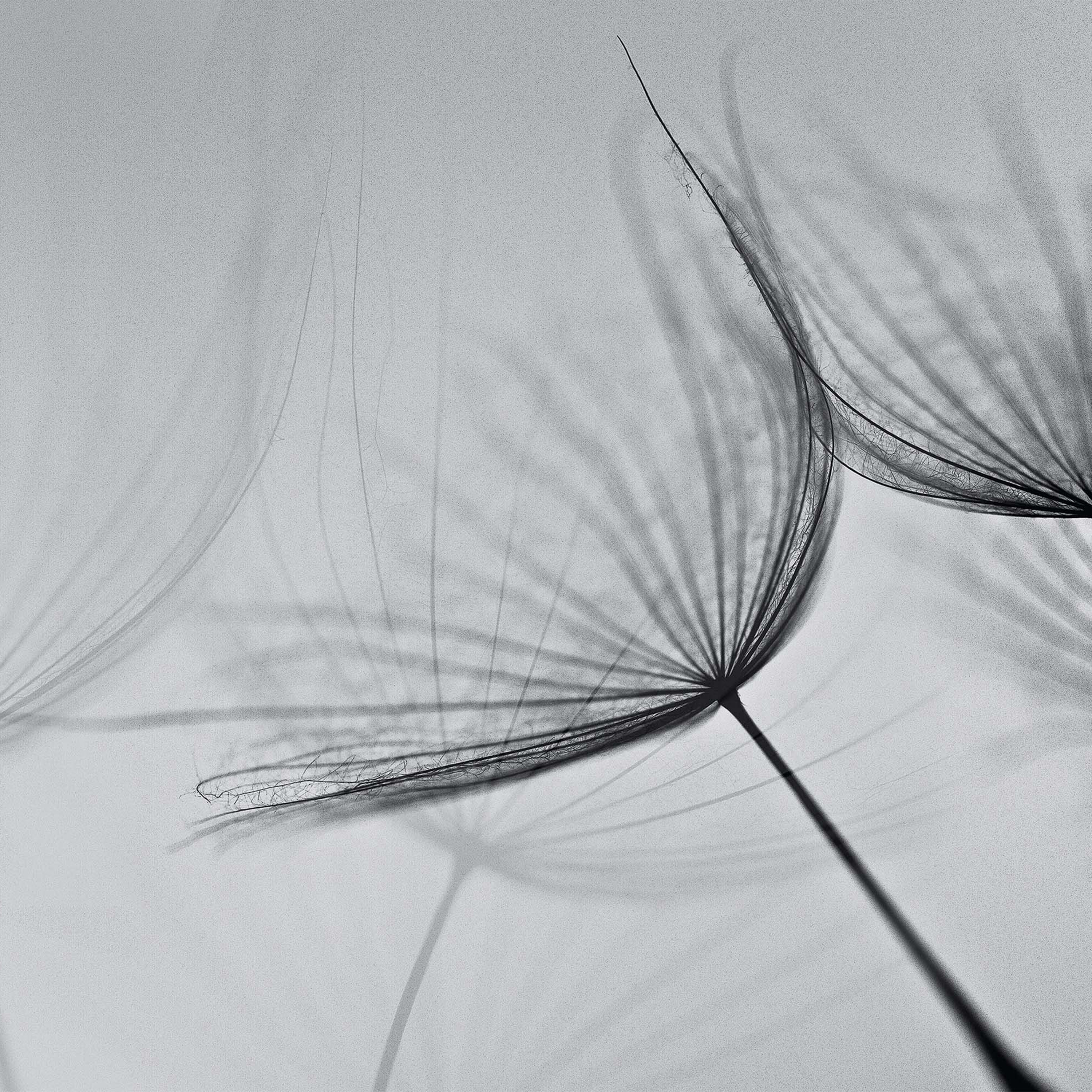 Produkt canvas | dandelion des Herstellers N.O.W. Edizioni anzeigen
