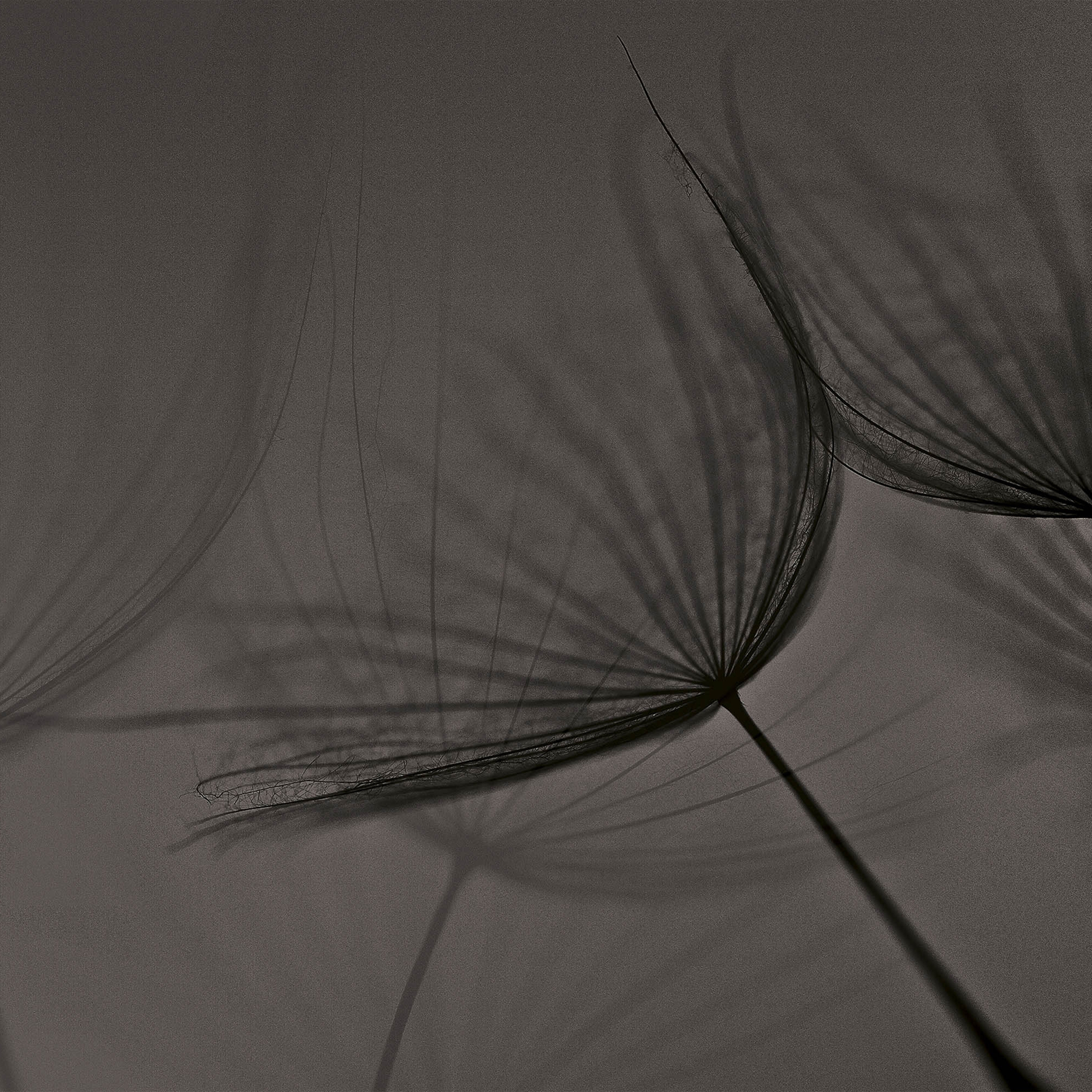 canvas | dandelion